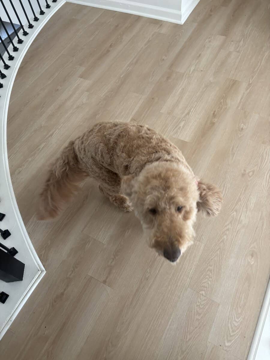 Dog for sale image 3