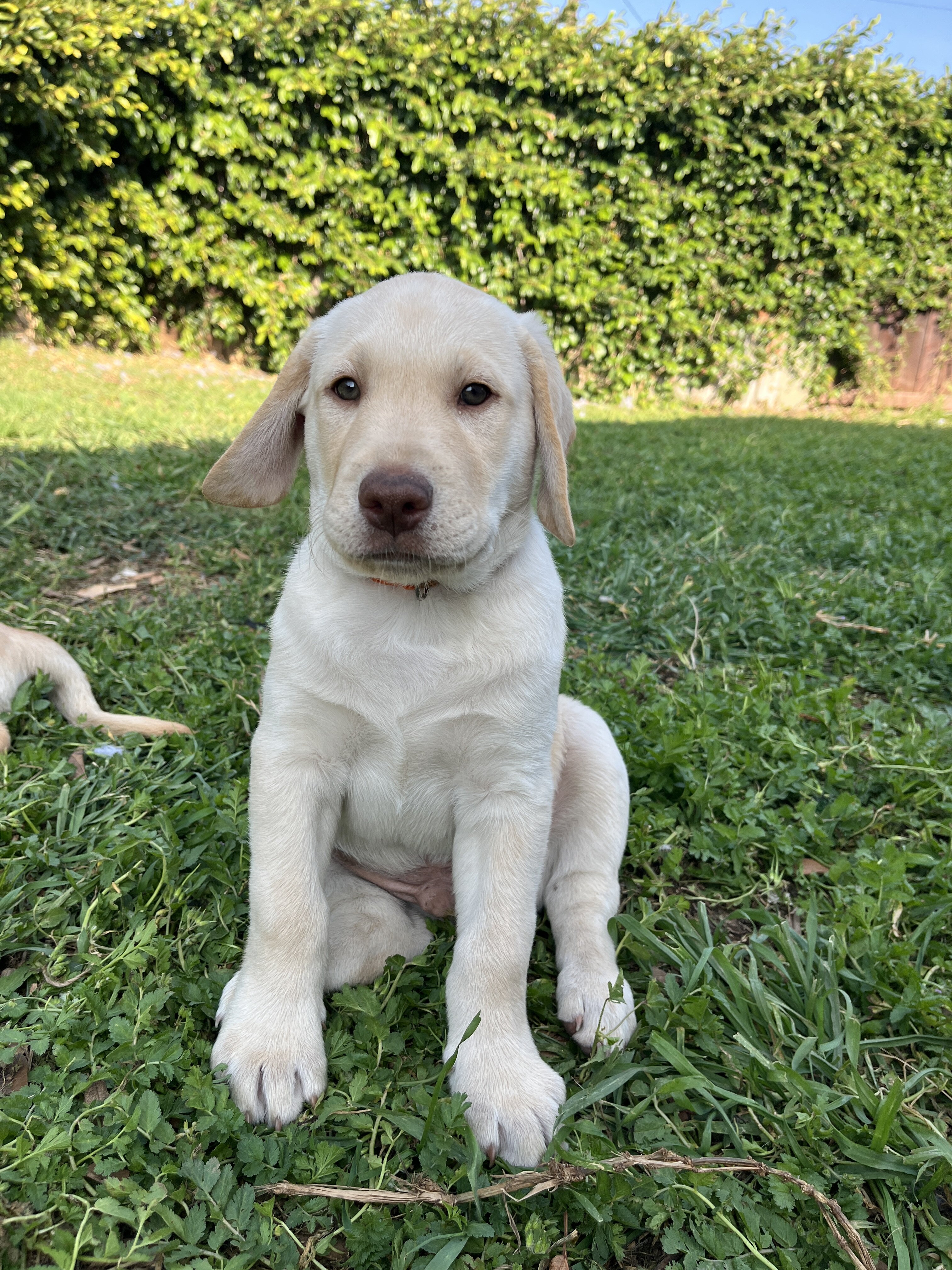 Chocolate and Yellow Labrador Retrievers image 1