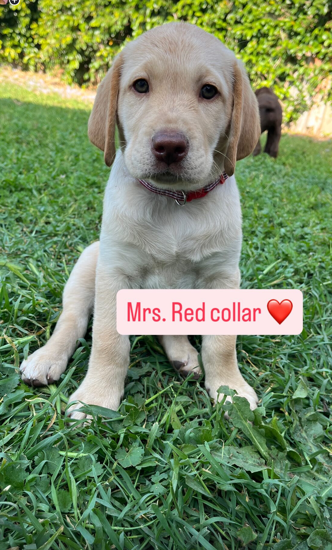 Chocolate and Yellow Labrador Retrievers image 4