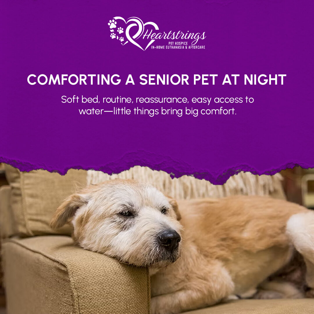 Heartstrings Pet Hospice image 2
