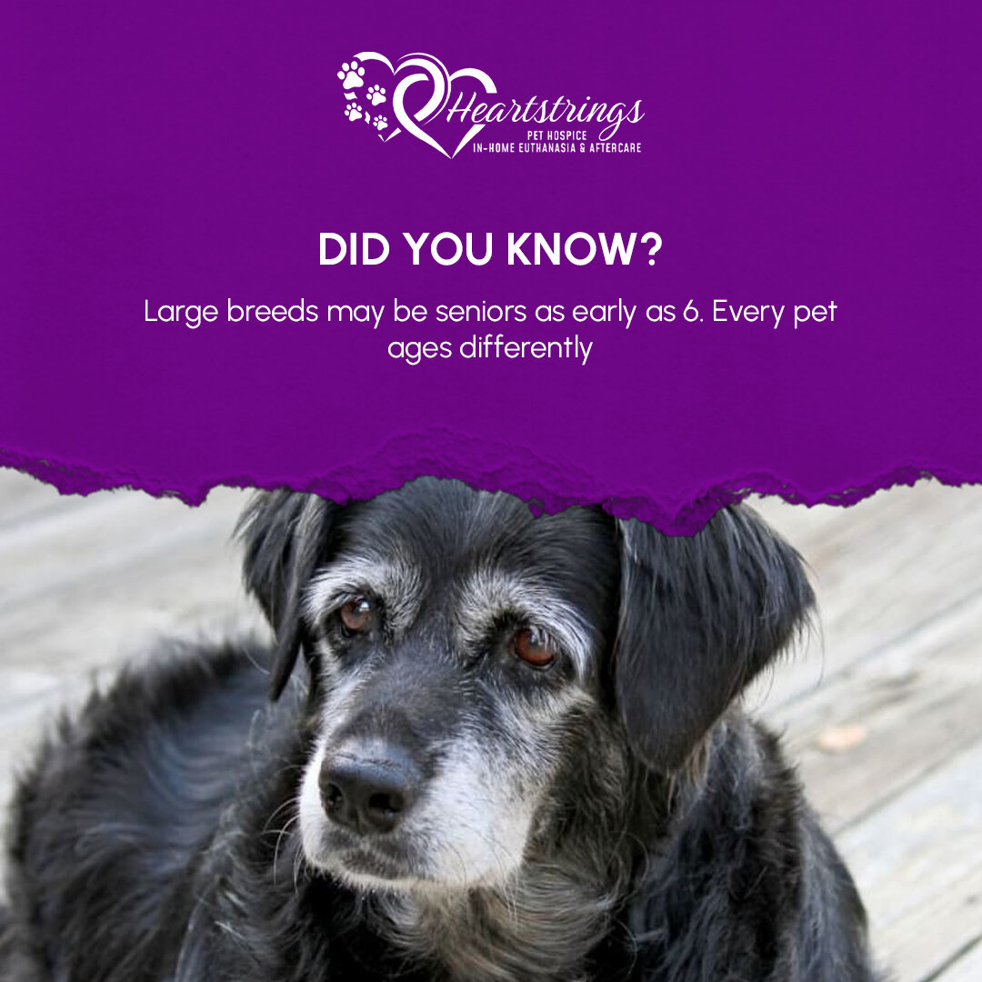 Heartstrings Pet Hospice image 3