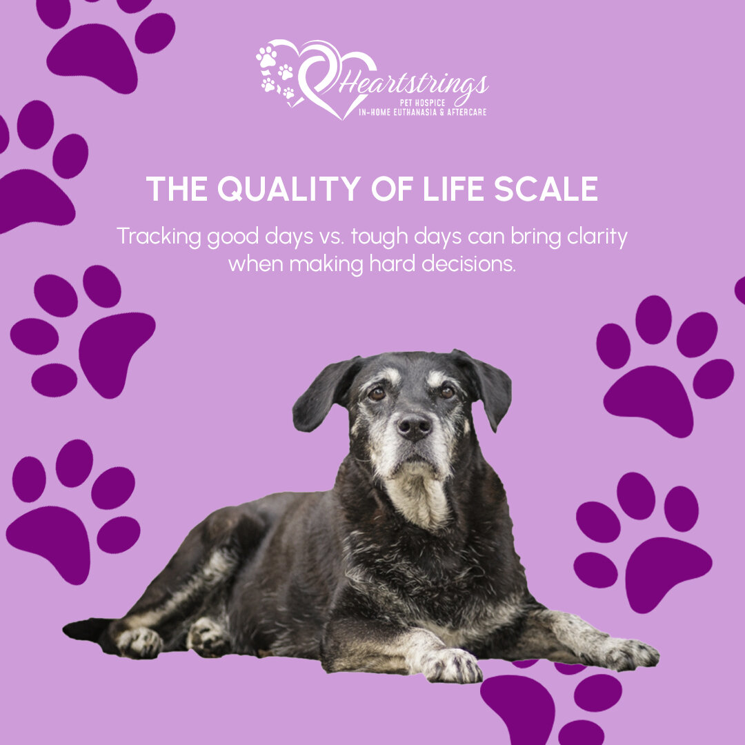 Heartstrings Pet Hospice image 6