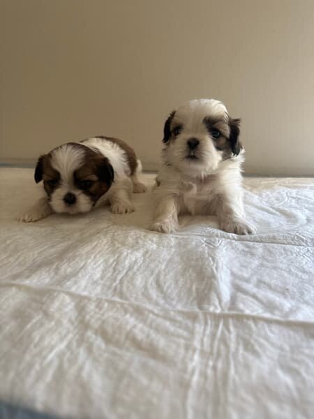 Cuddling shih tzu puppies for sale image 1