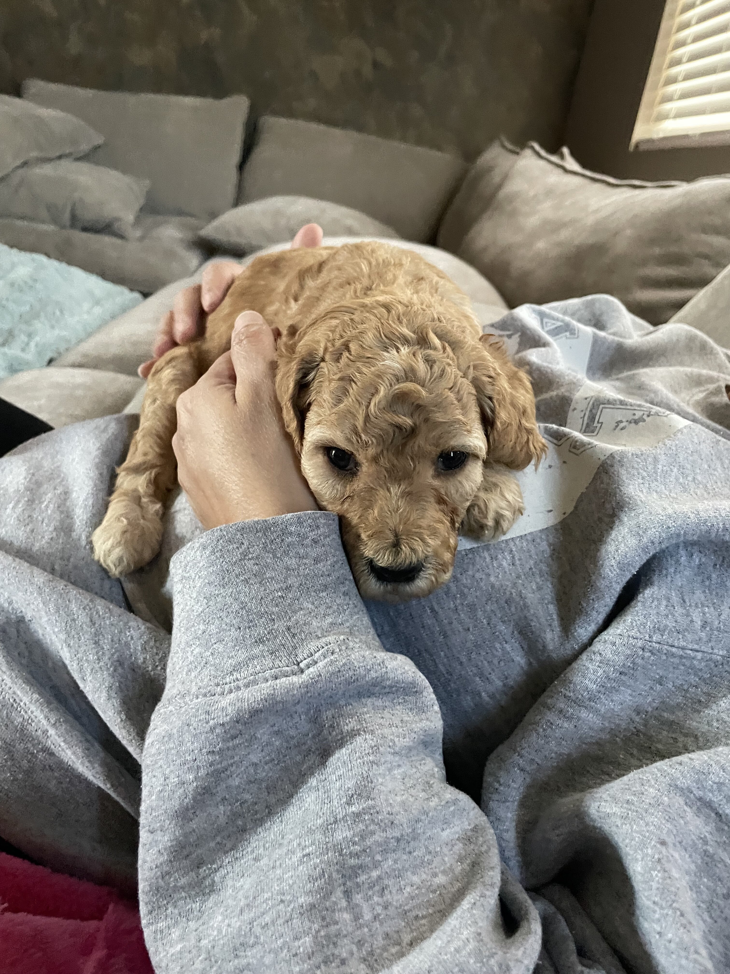 Standard Goldendoodles image 4