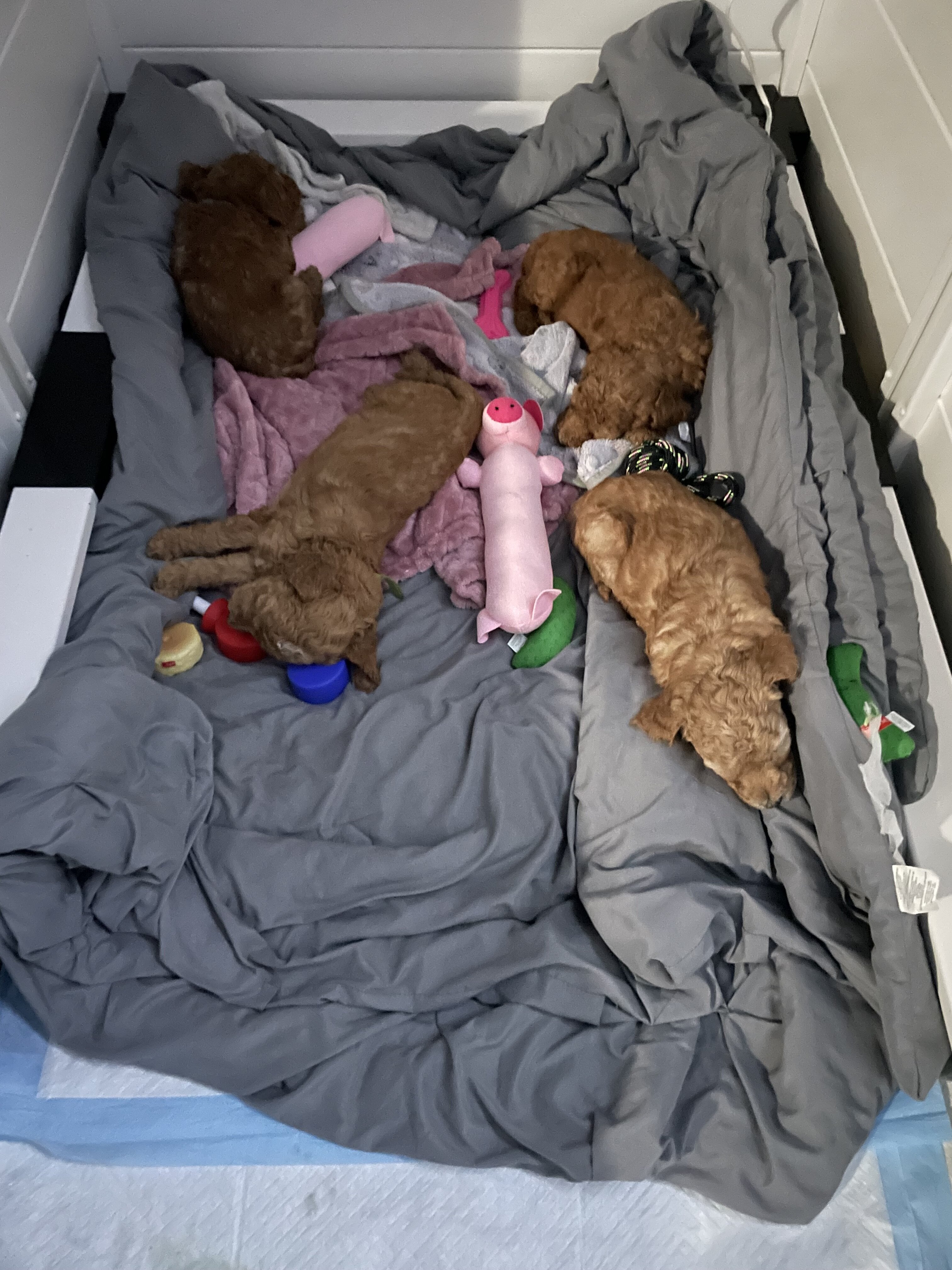 Standard Goldendoodles image 3