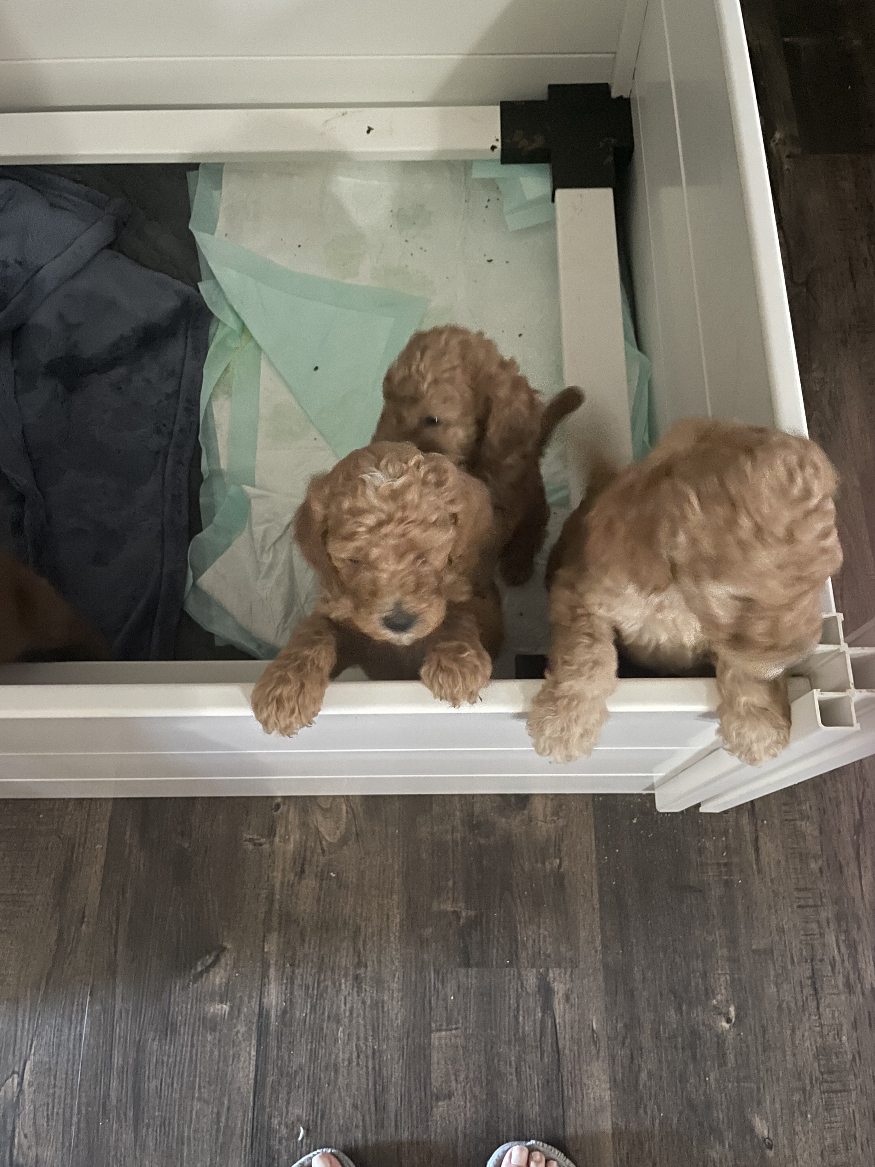 Standard Goldendoodles image 2