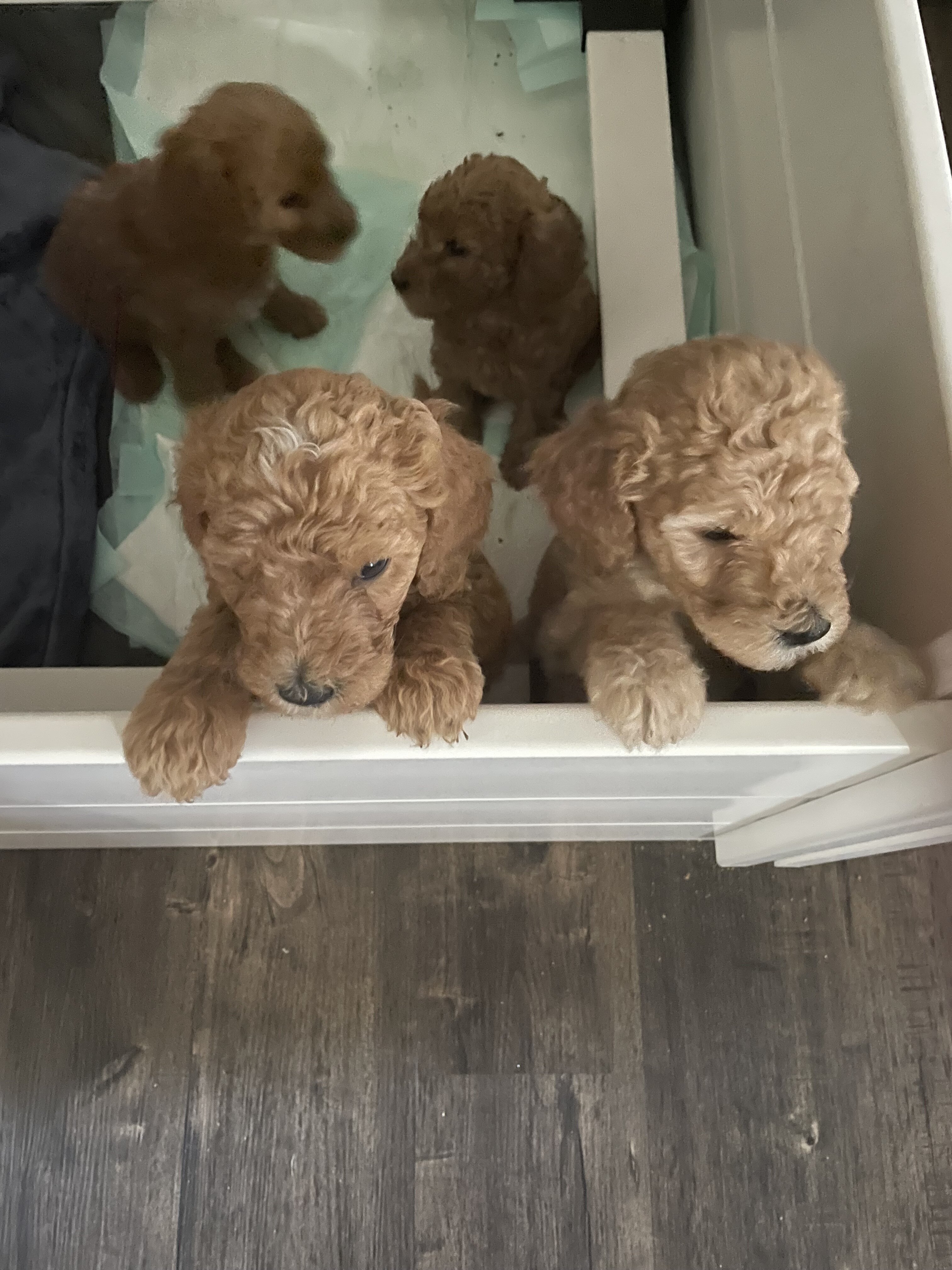 Standard Goldendoodles image 1