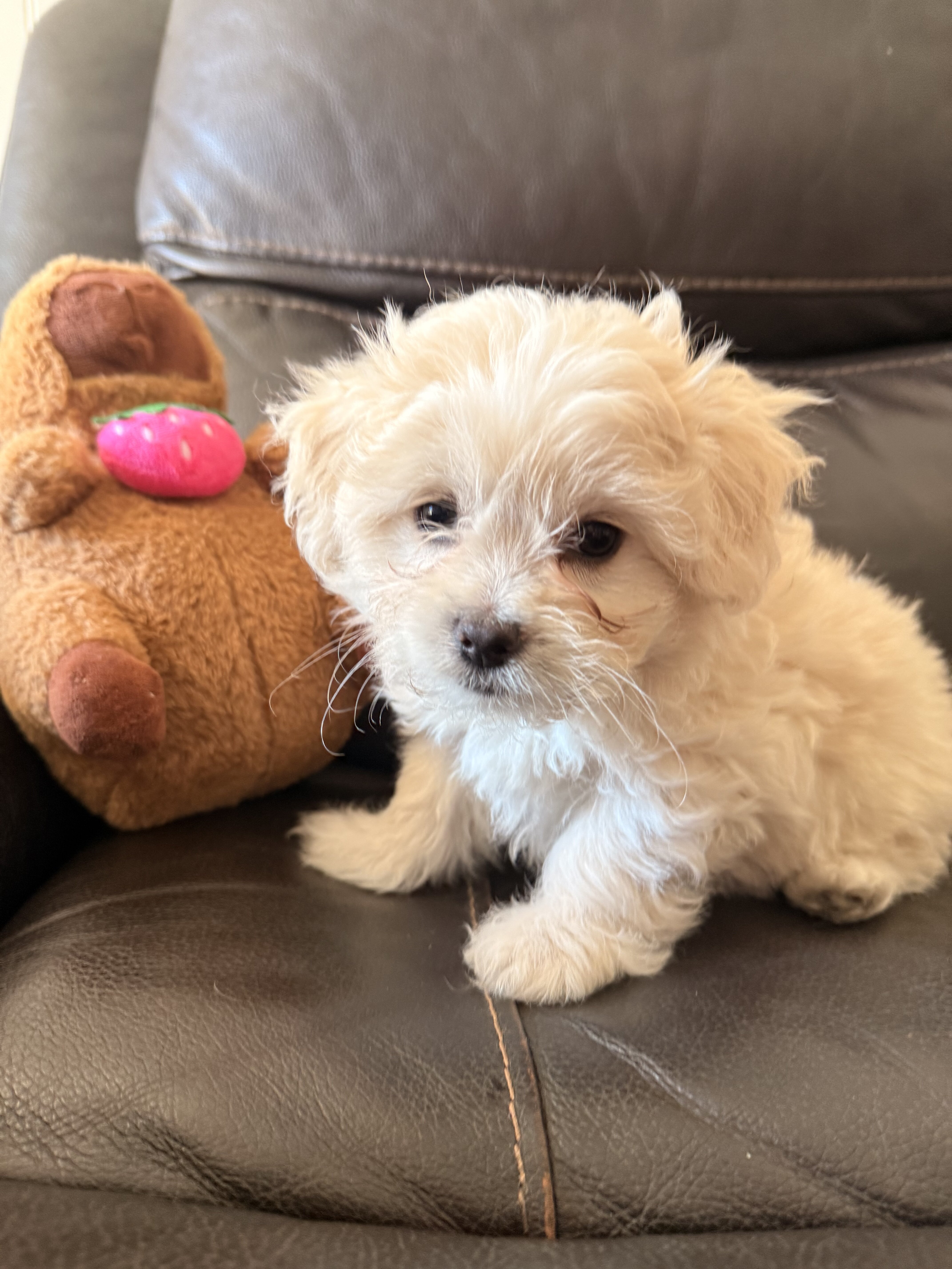 Maltipoo Girl Dixie image 5