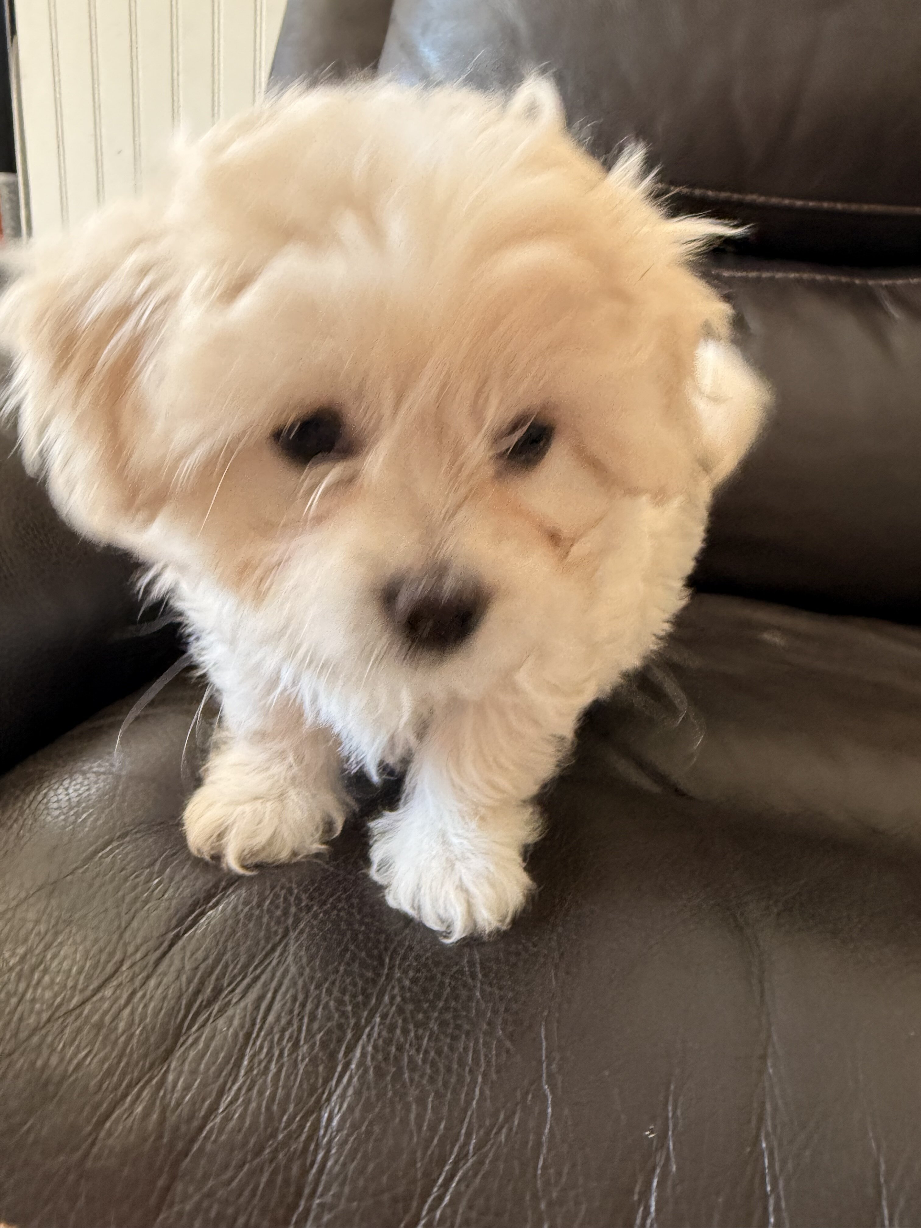 Maltipoo Girl Dixie image 1