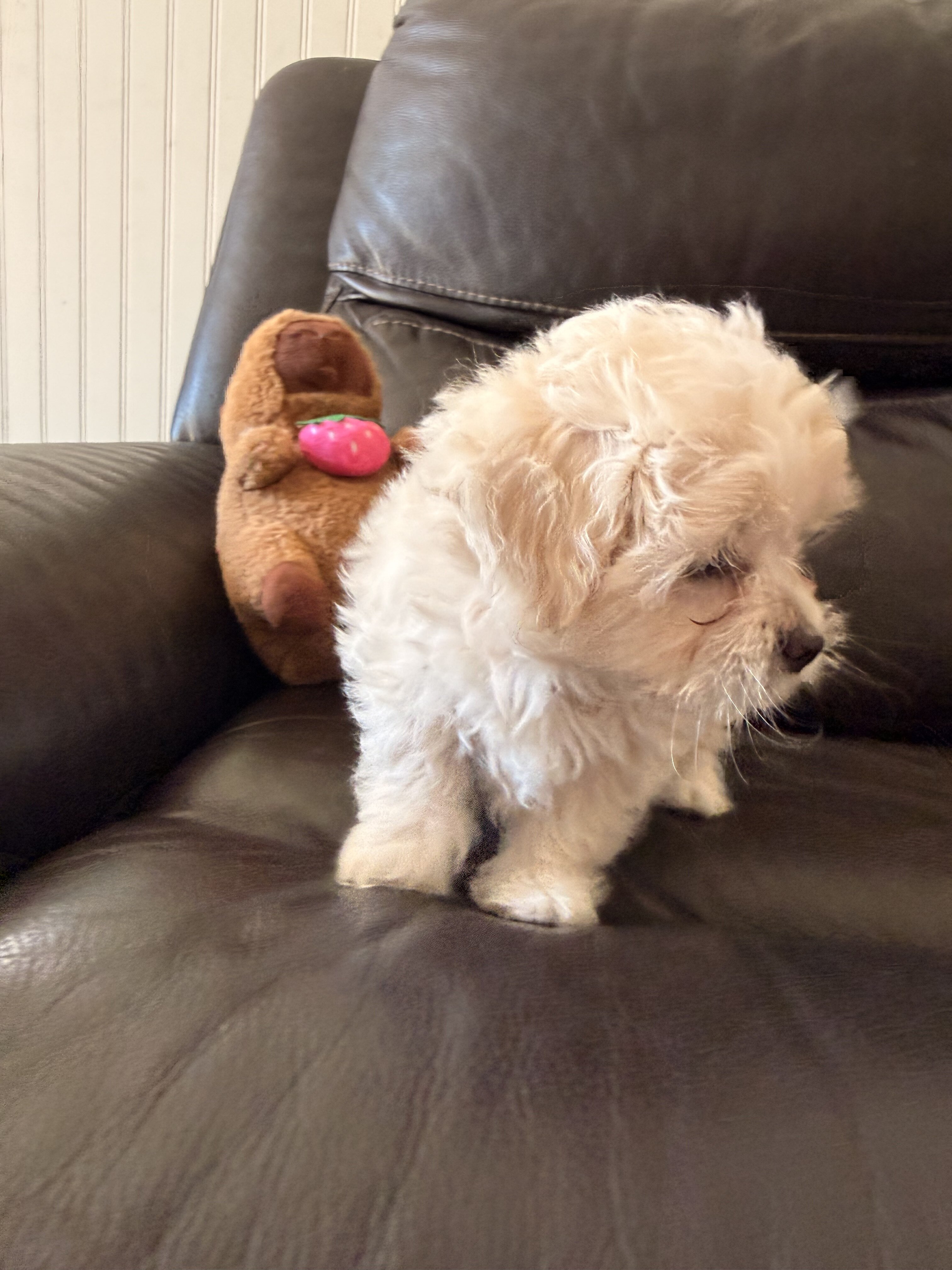 Maltipoo Girl Dixie image 4