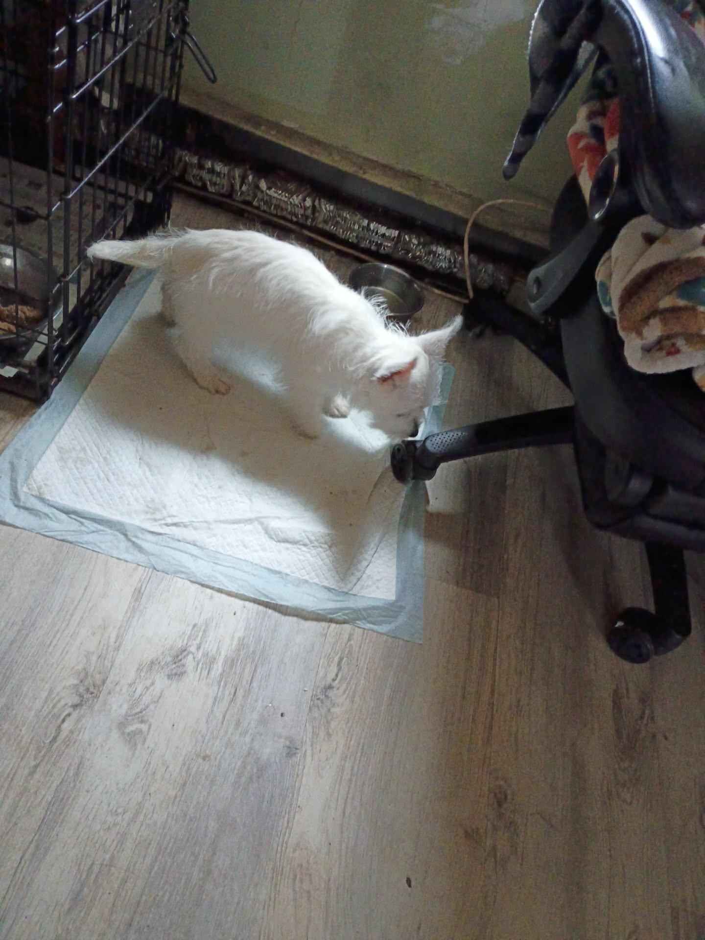 SELLING A 3 MO MALE WESTIE PUPPY image 2