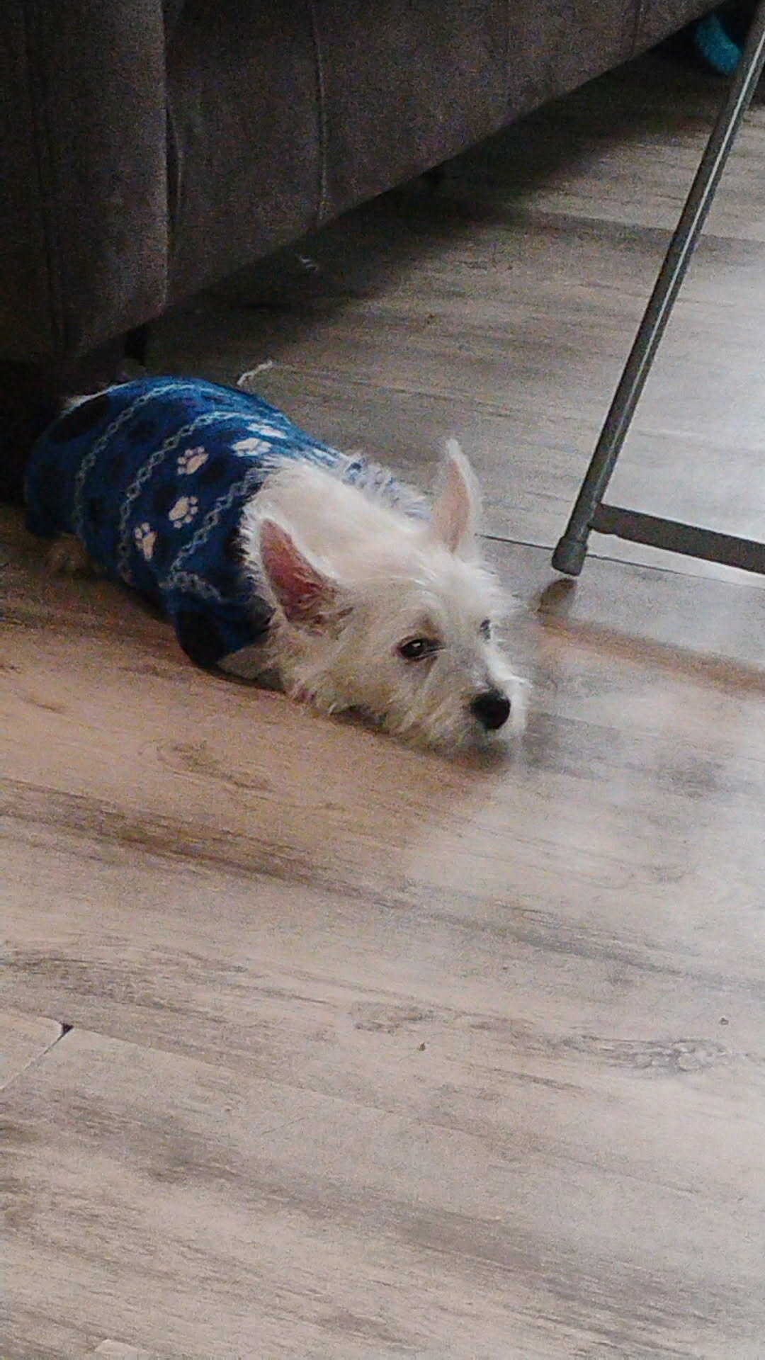 SELLING A 3 MO MALE WESTIE PUPPY image 1