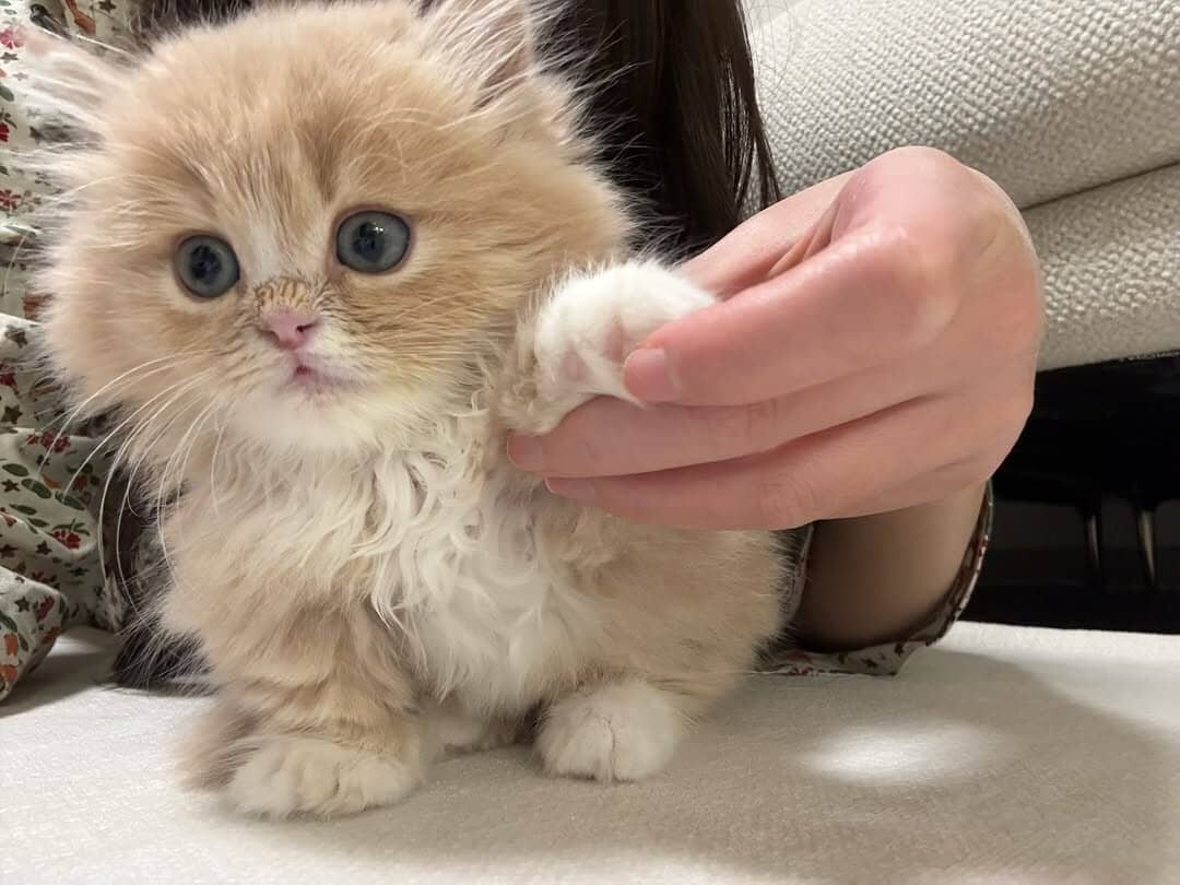 Adorable Munchkin Kittens Ready Now. image 2