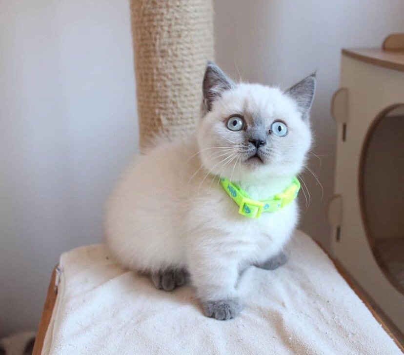 Pure Breed Munchkin Kittens Ready Now image 1
