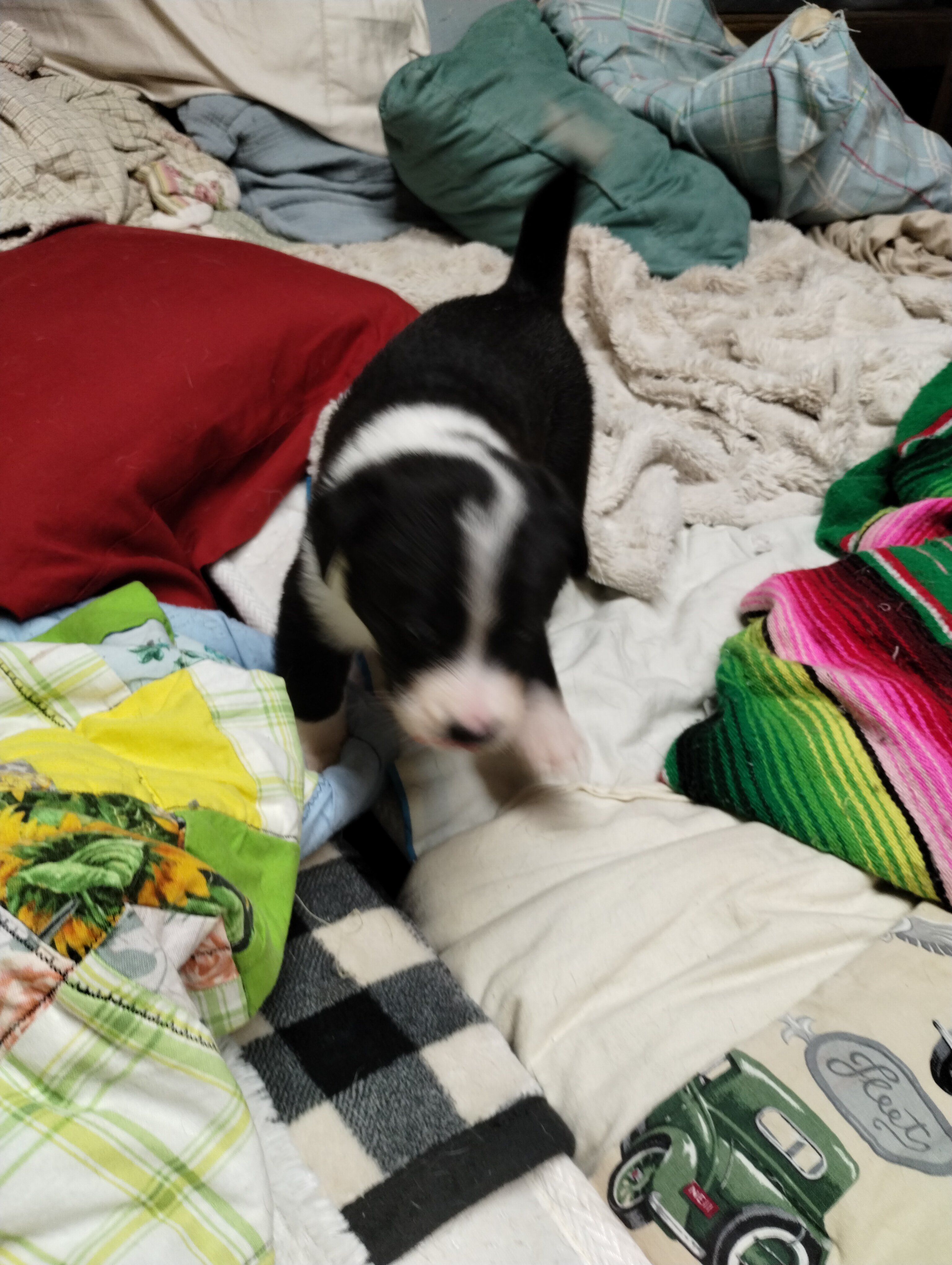 Pup image 4