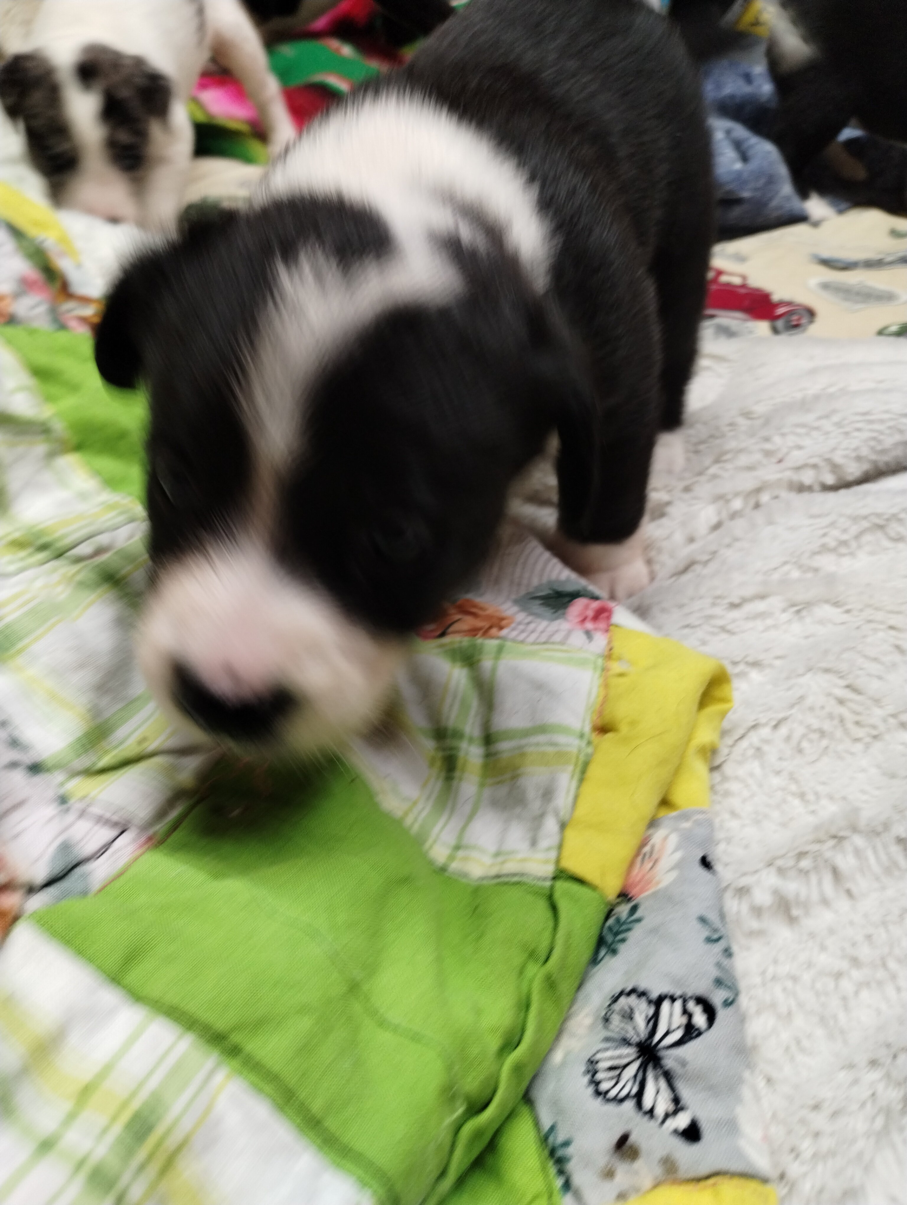 Pup image 3