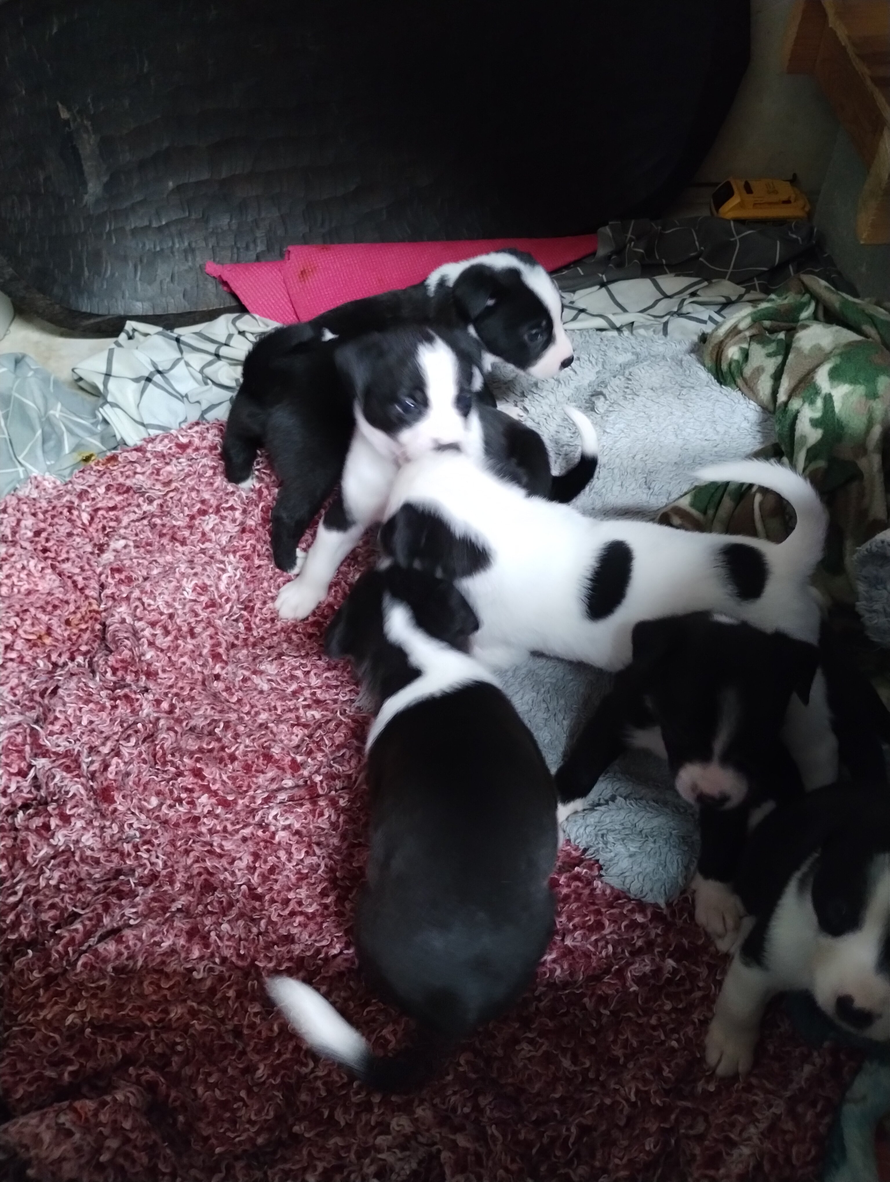 Pup image 2