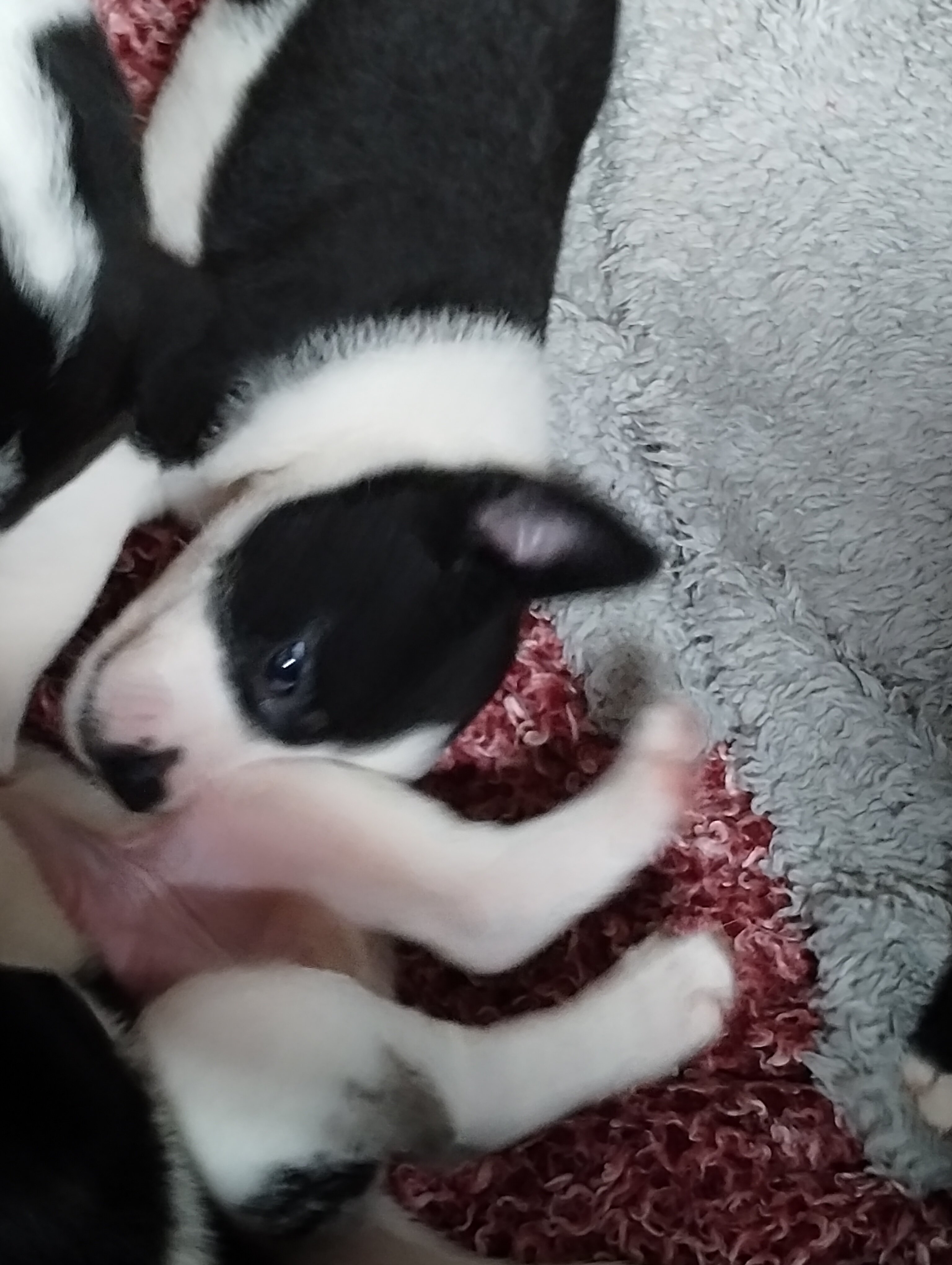 Pup image 1
