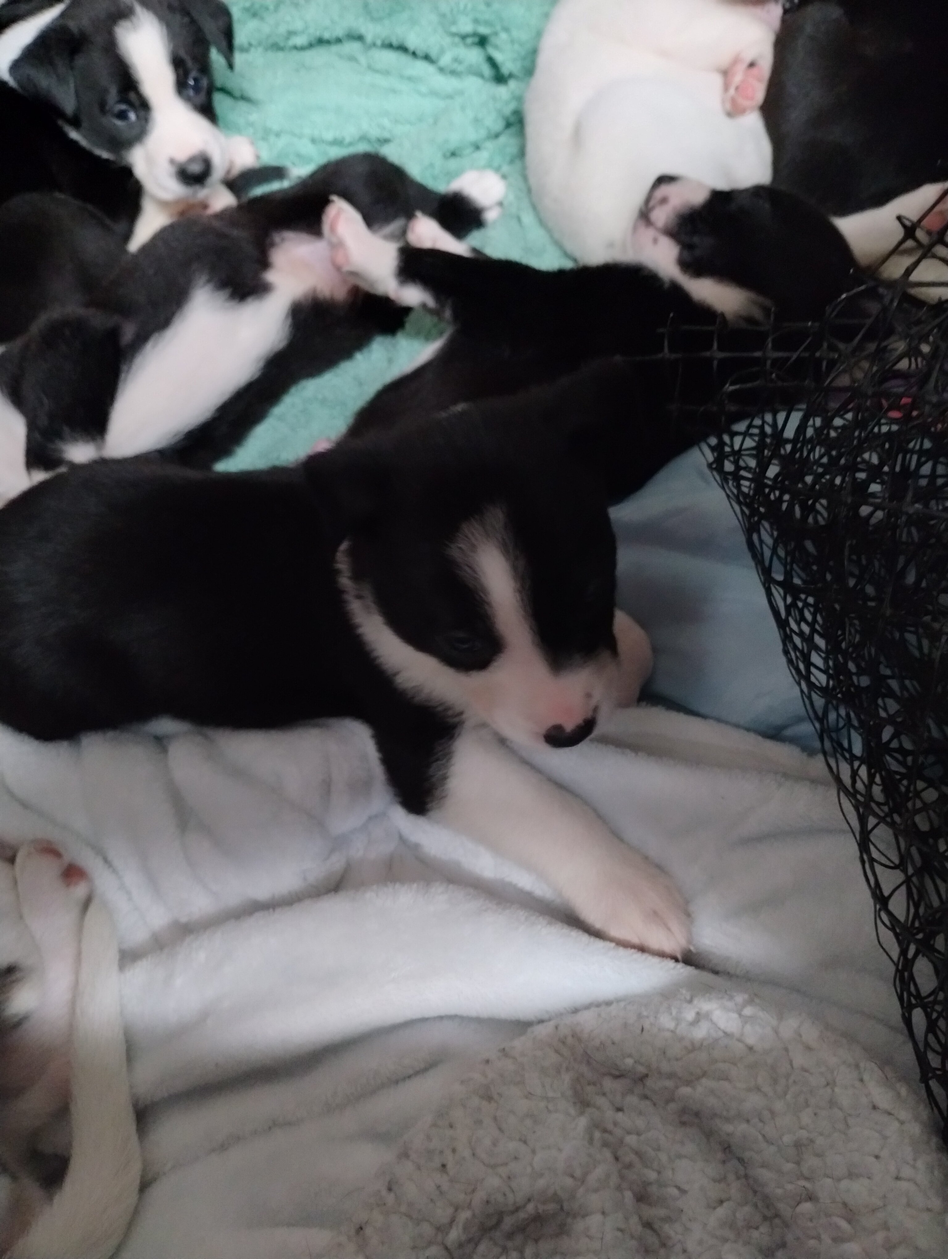 Pup image 5