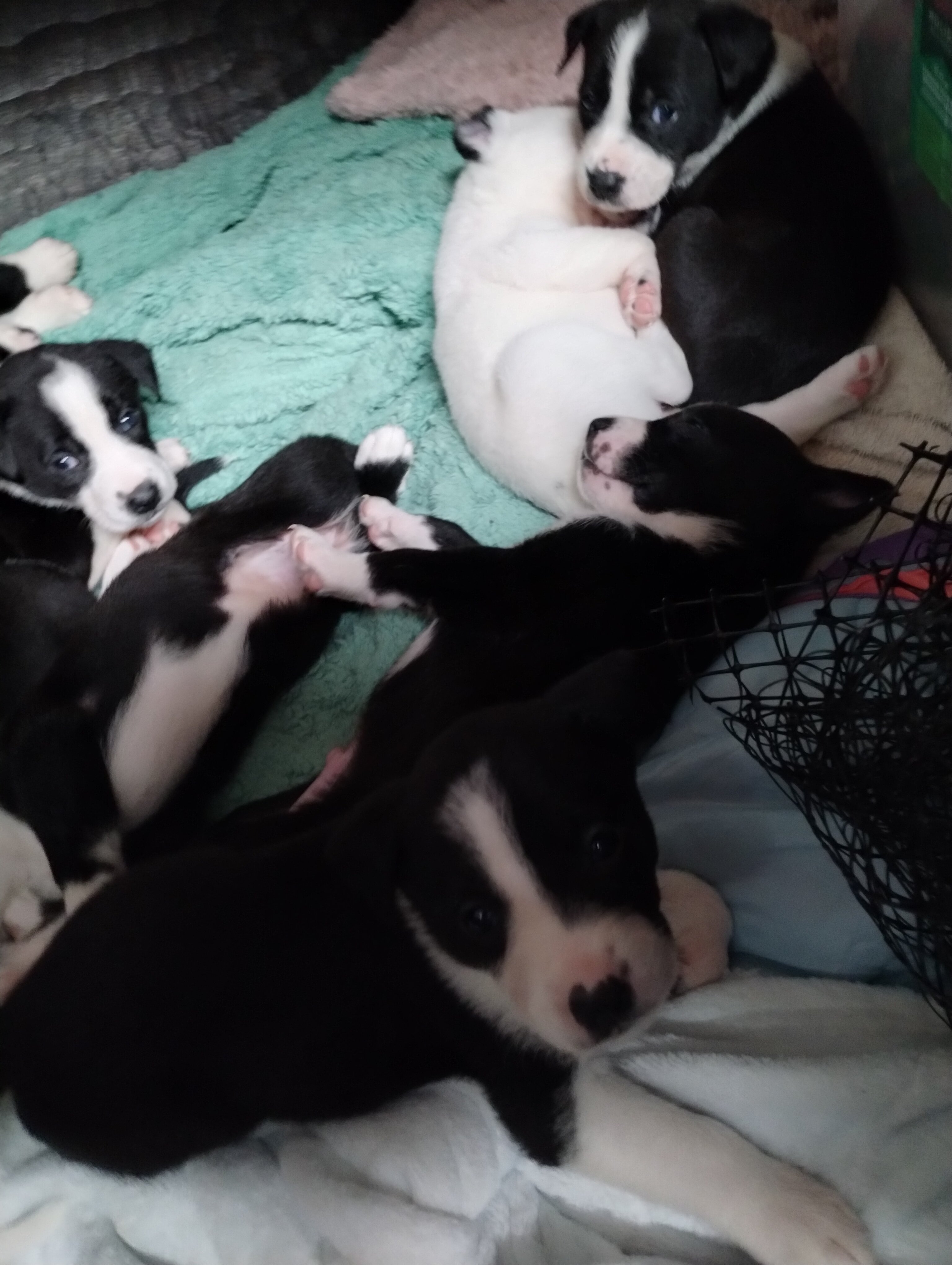 Pup image 7