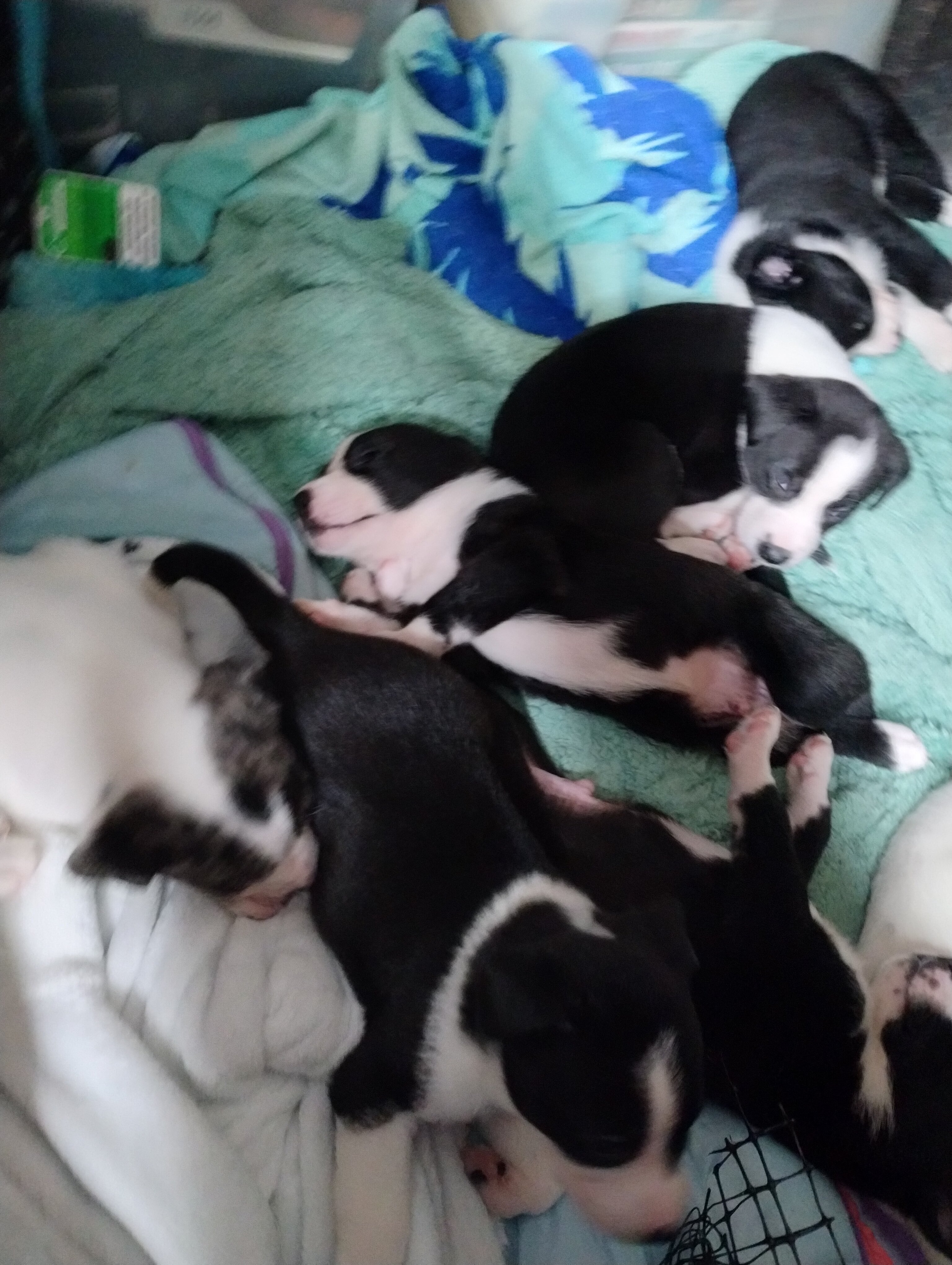 Pup image 6