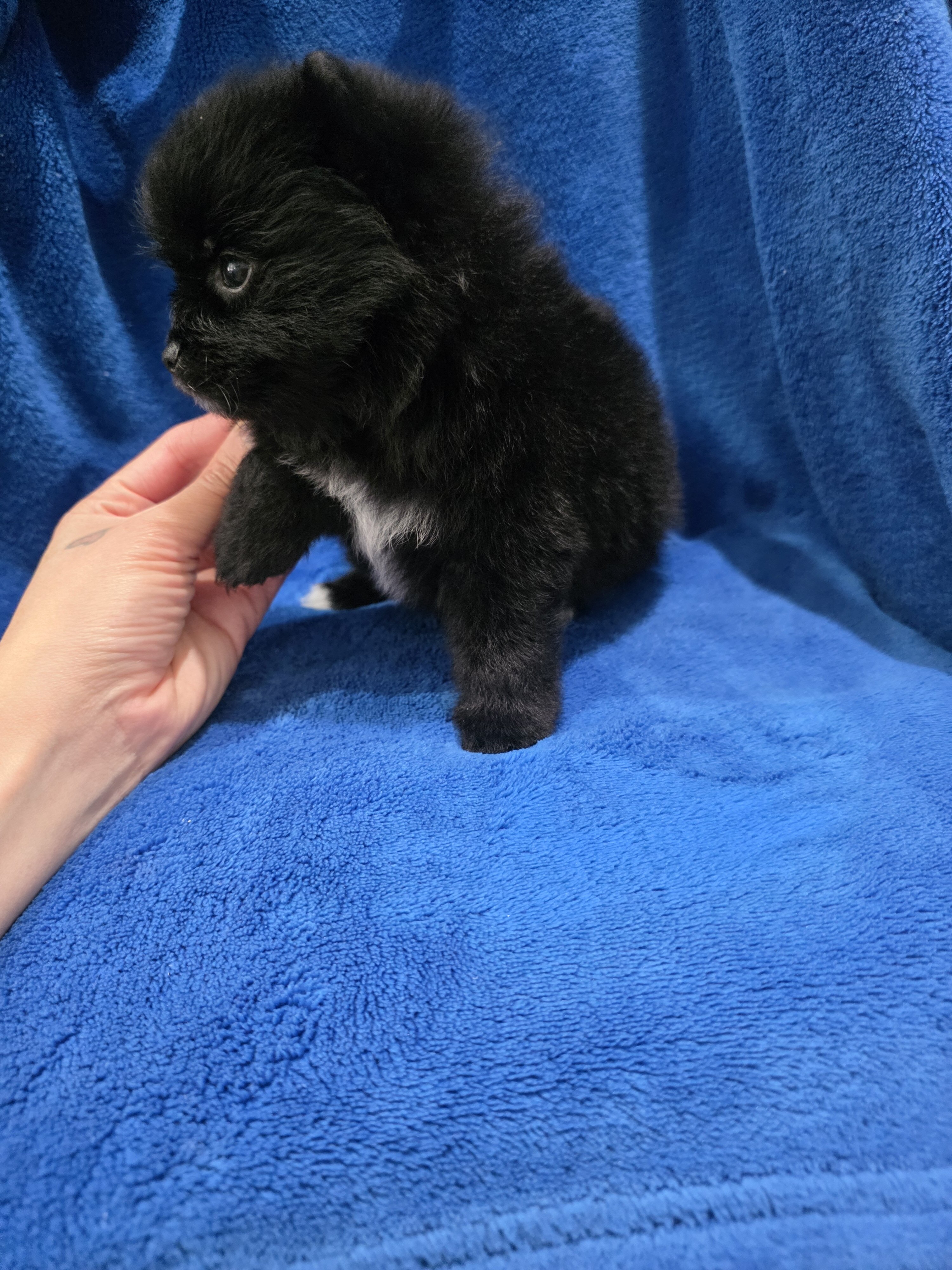 Pomeranian puppies image 8