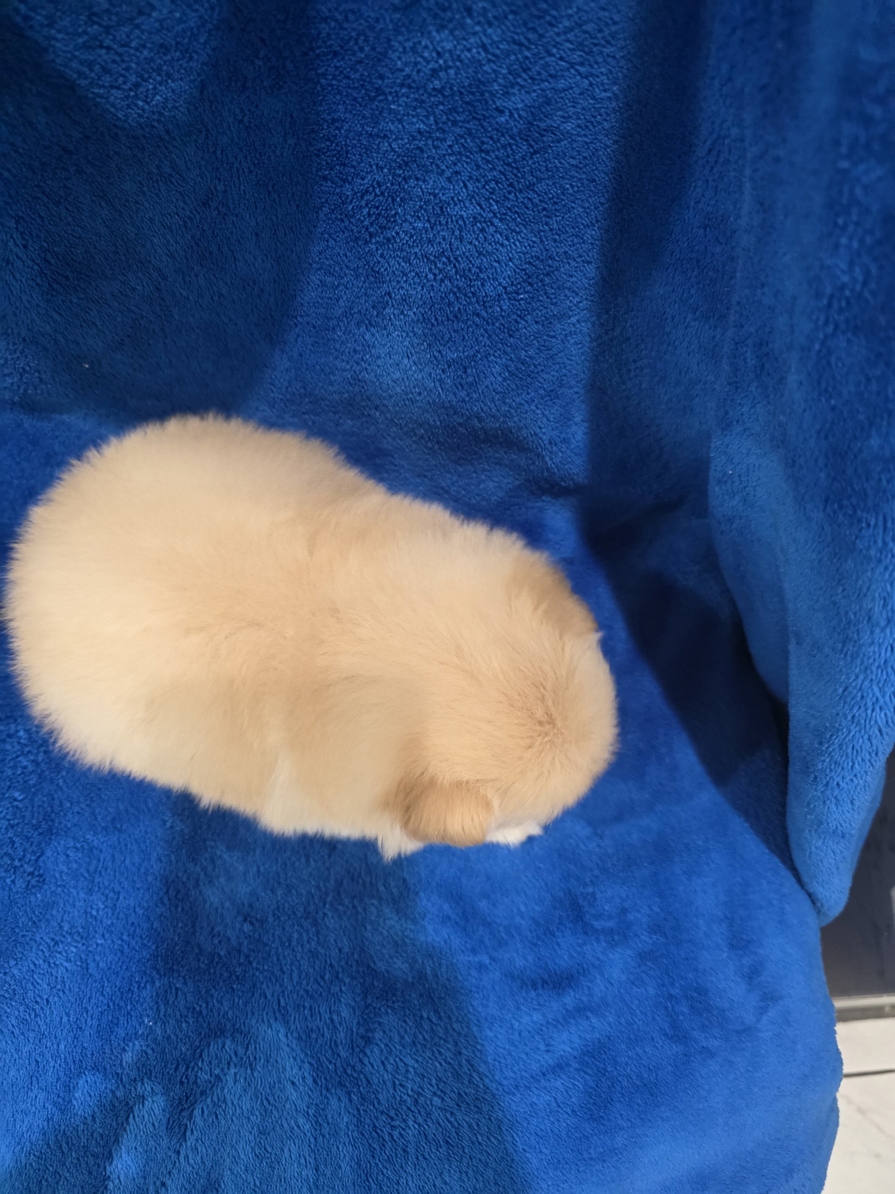Pomeranian puppies image 7