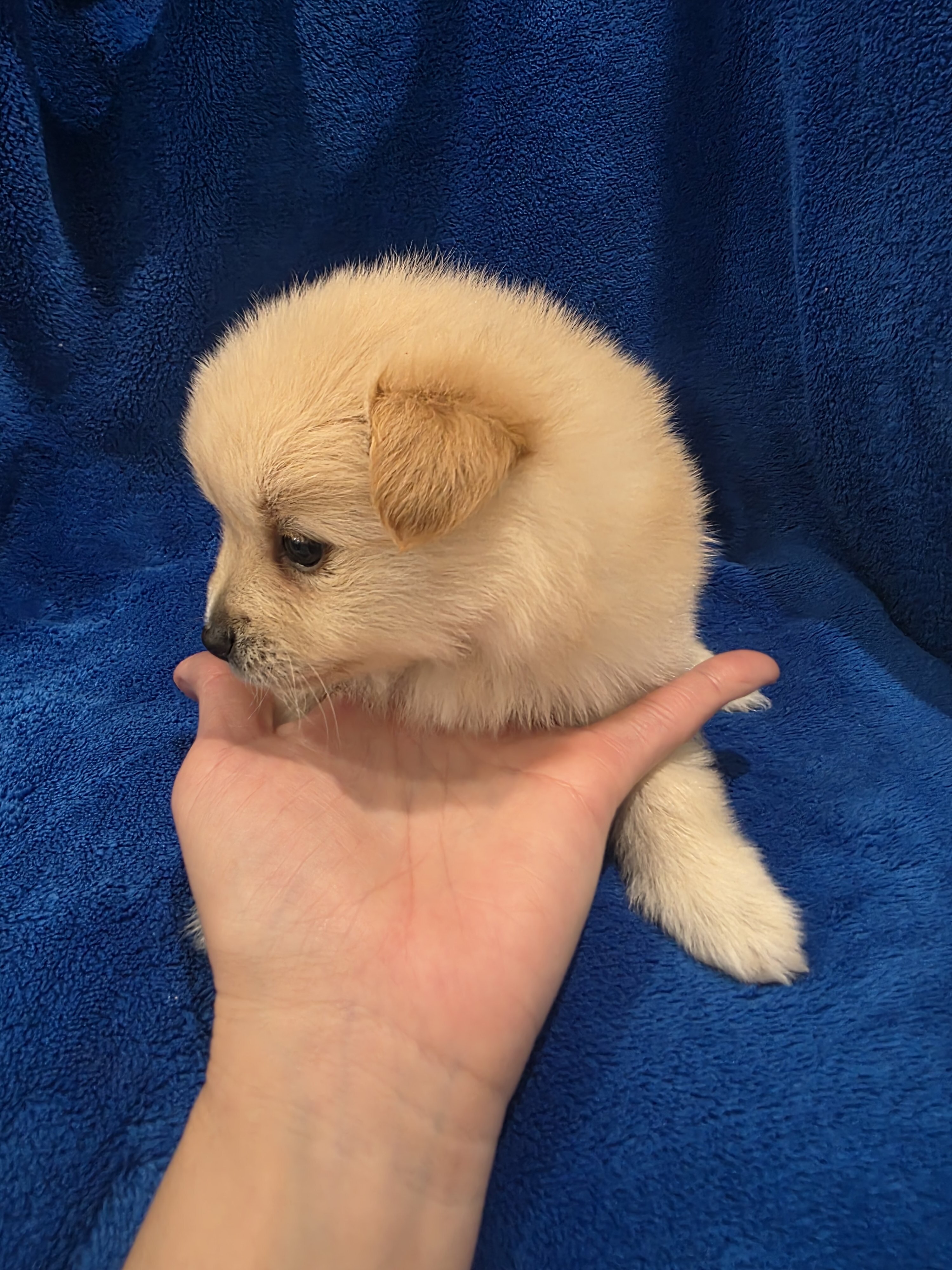 Pomeranian puppies image 6
