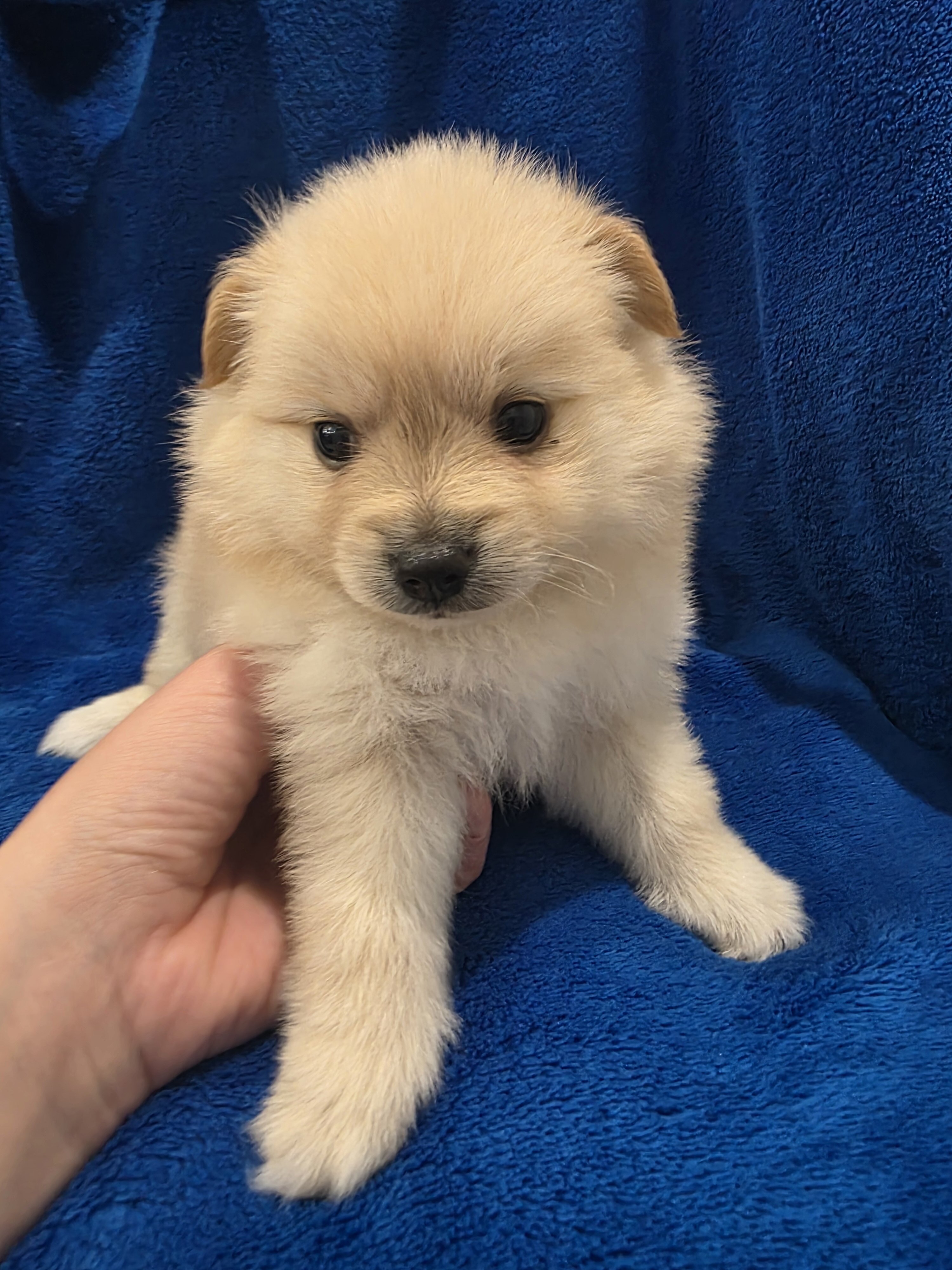 Pomeranian puppies image 5