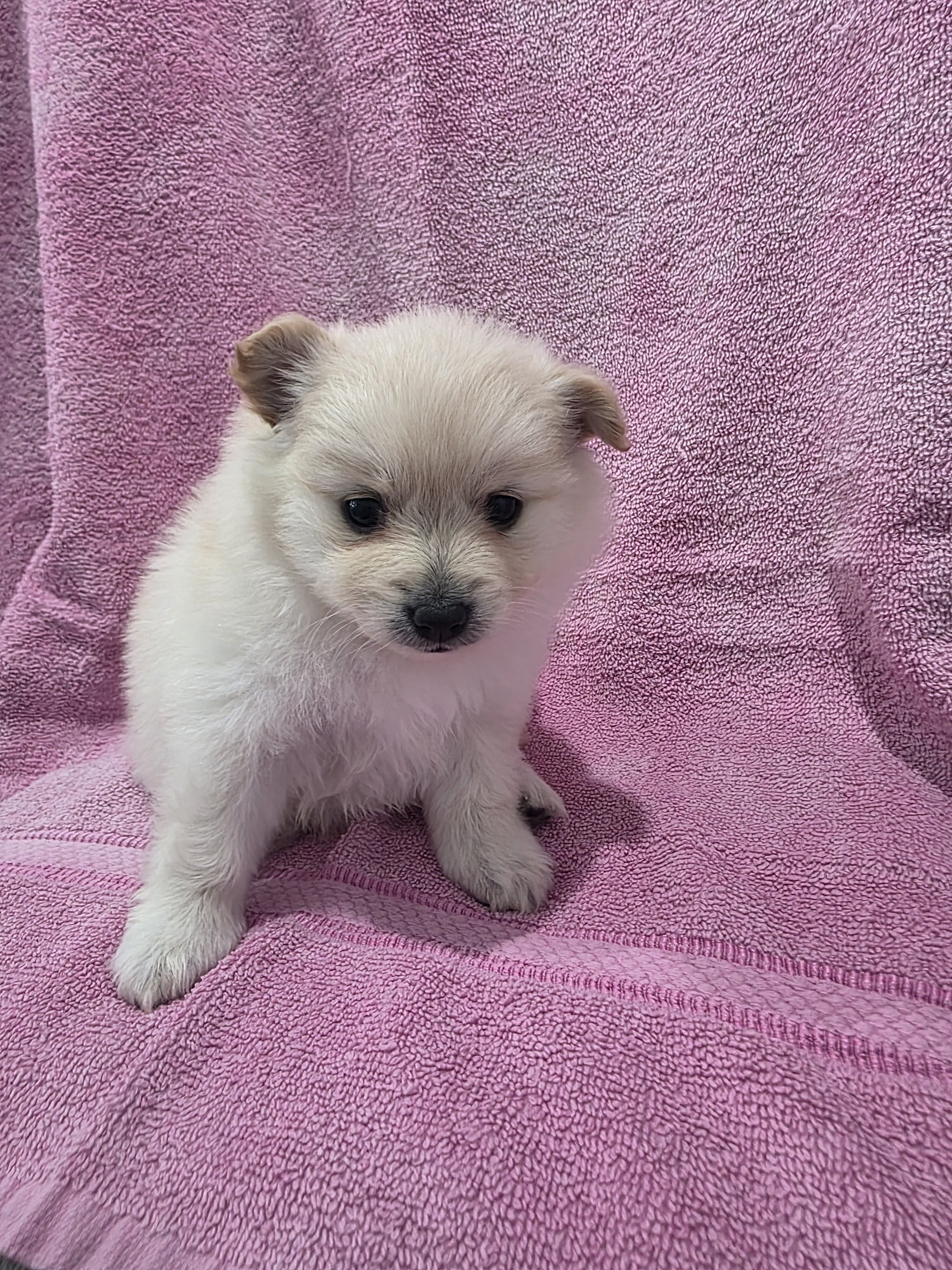 Pomeranian puppies image 4
