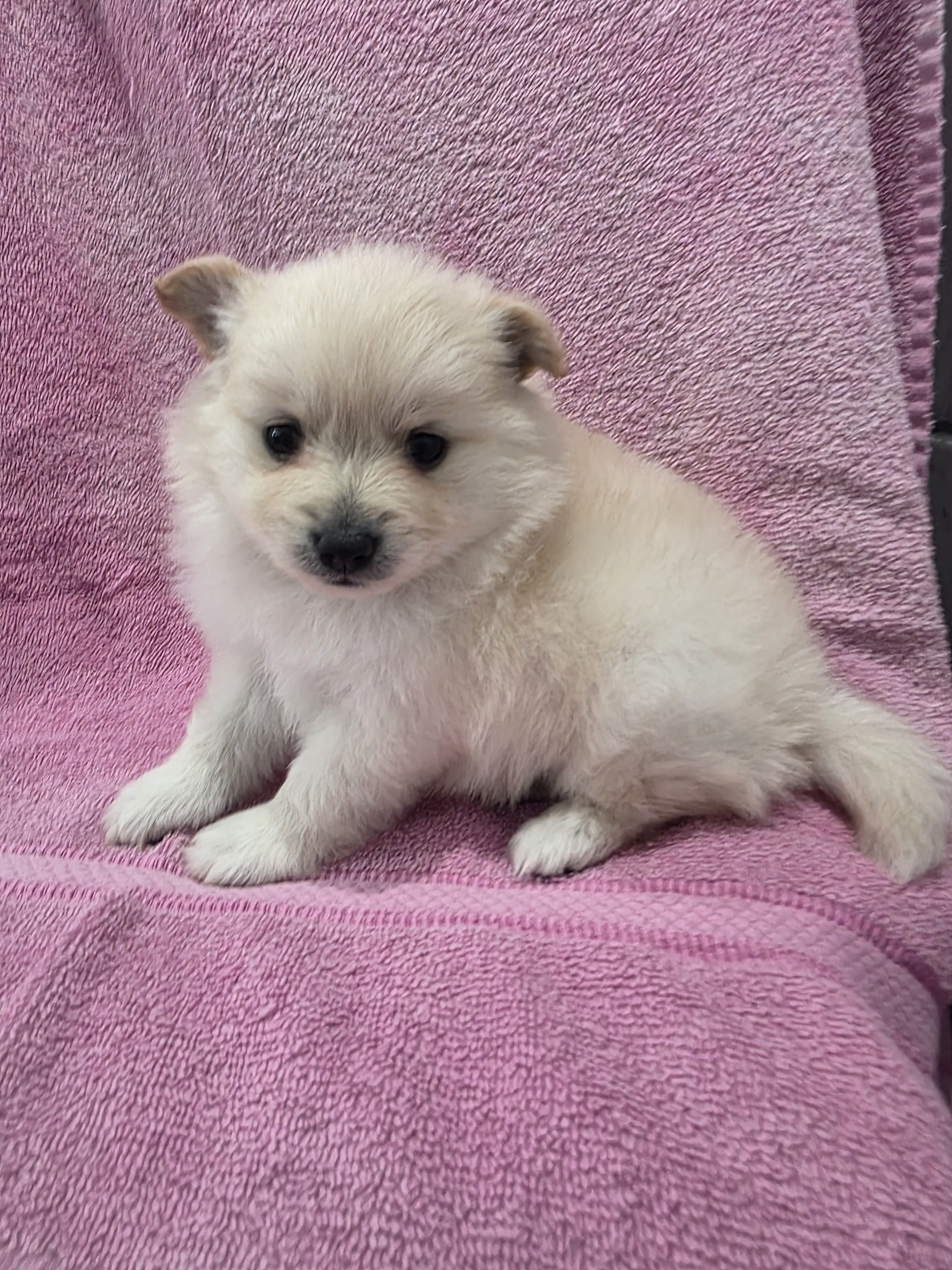 Pomeranian puppies image 3
