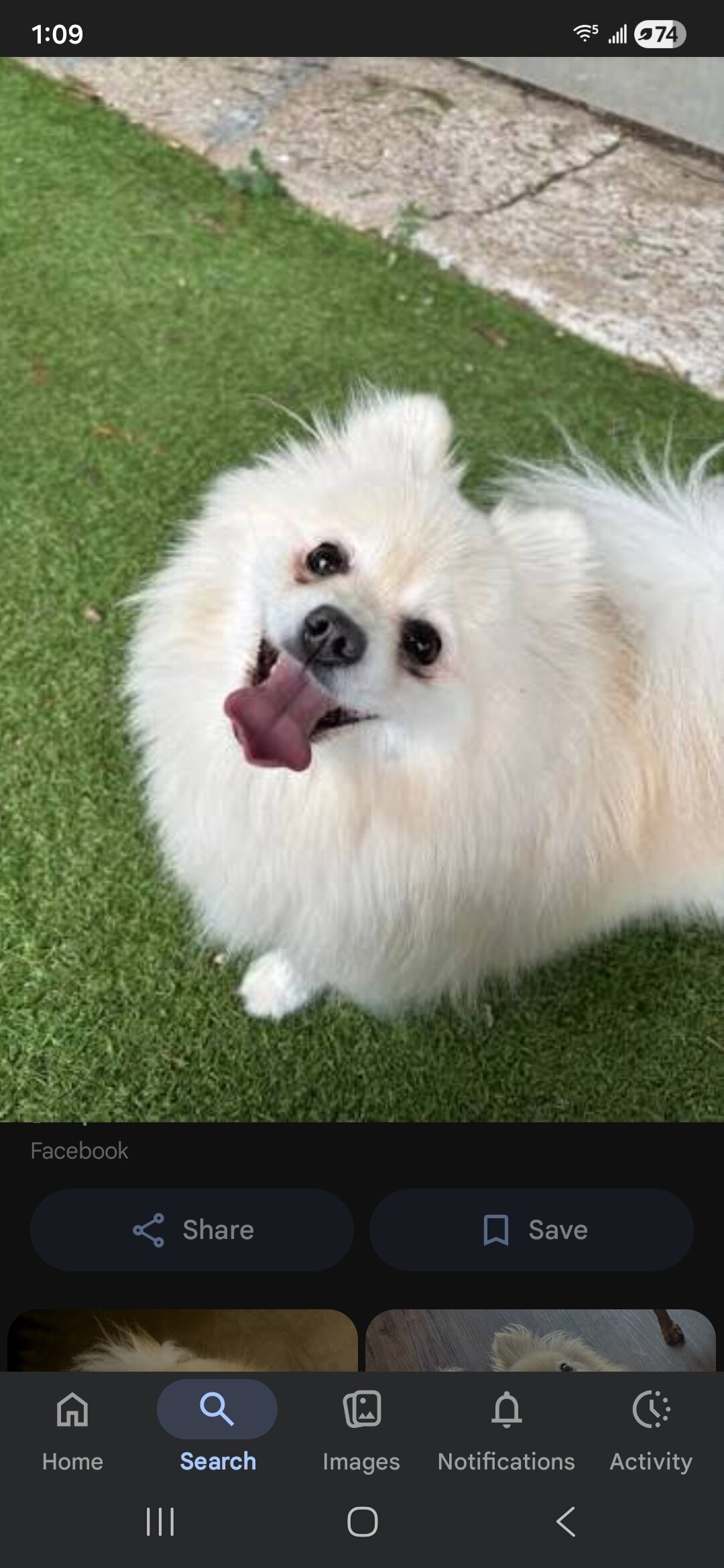 Pomeranian puppies image 2