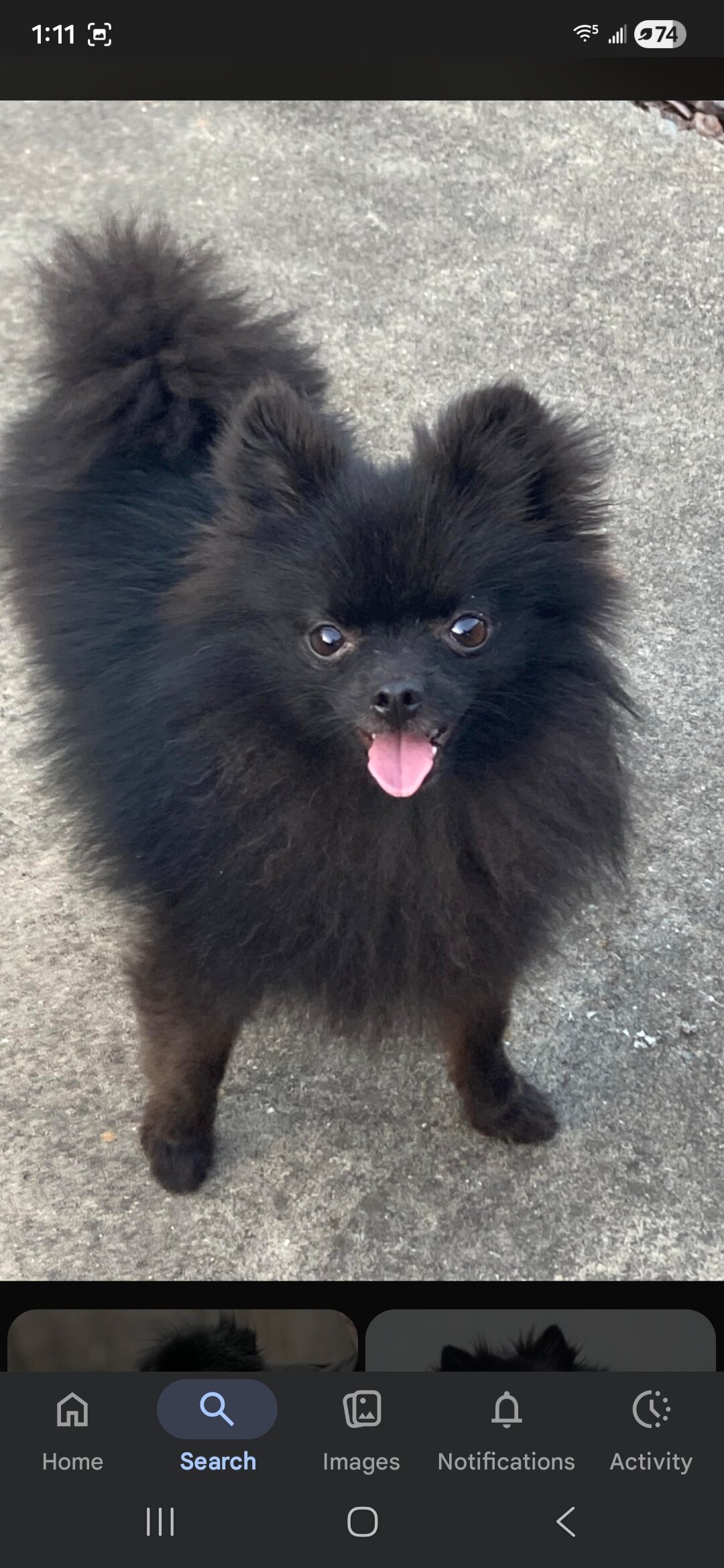 Pomeranian puppies image 1