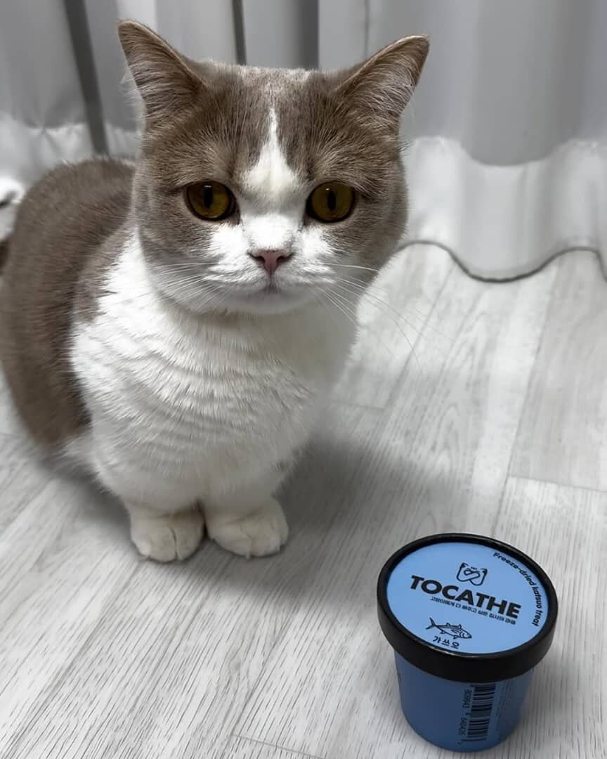 TICA Registered Female Munchkin Kittens Available image 3