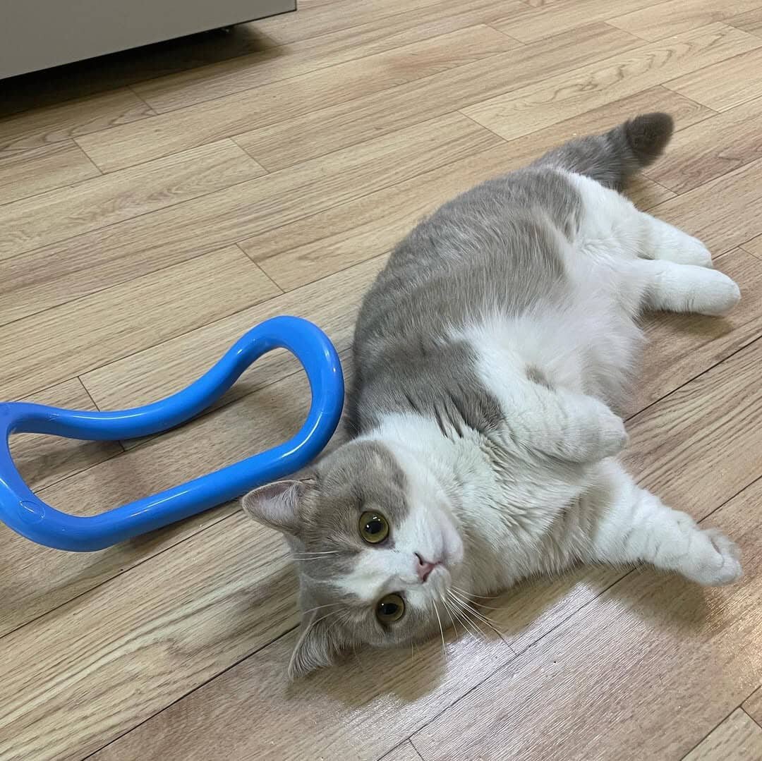 TICA Registered Female Munchkin Kittens Available image 2
