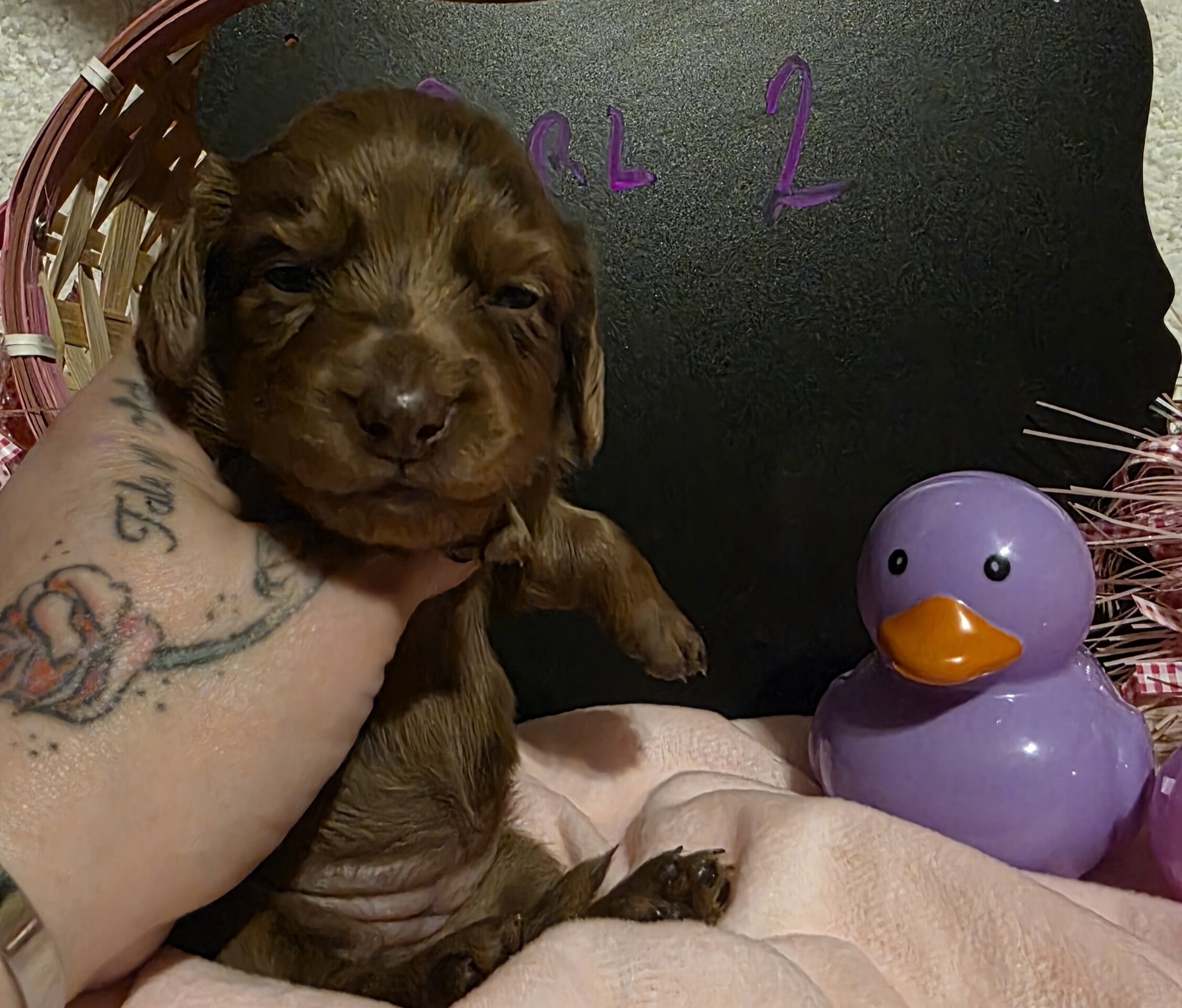 AKC registered Mini Dachshunds image 8