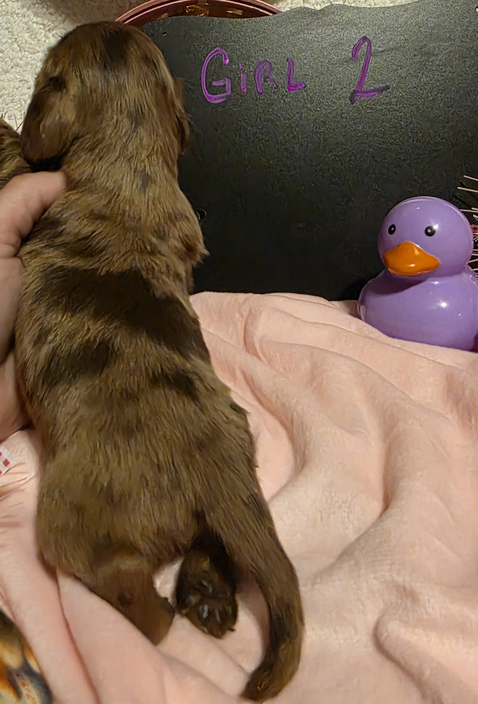 AKC registered Mini Dachshunds image 2