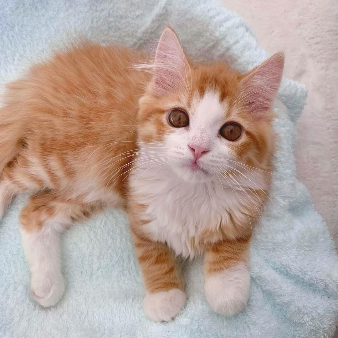 Beautiful Munchkin Kittens Ready Now image 2