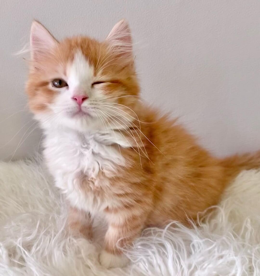 Beautiful Munchkin Kittens Ready Now image 1