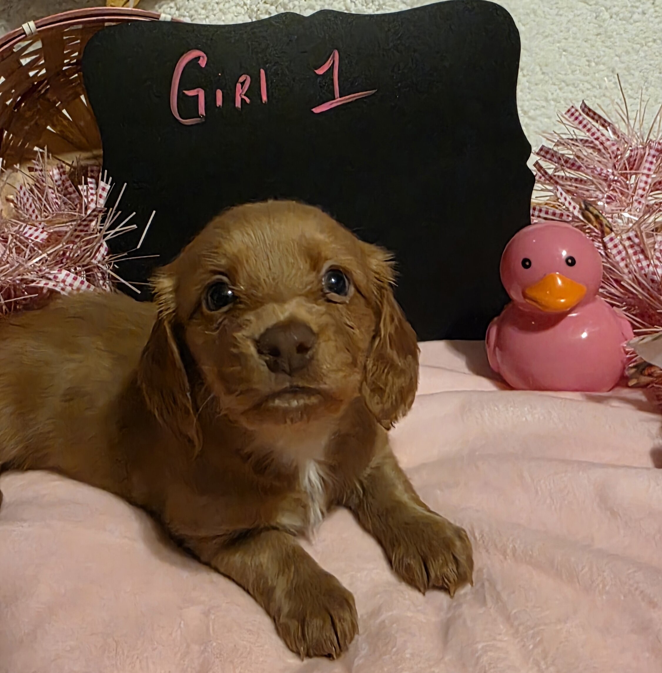 Mini Dachshund AKC registered female image 1