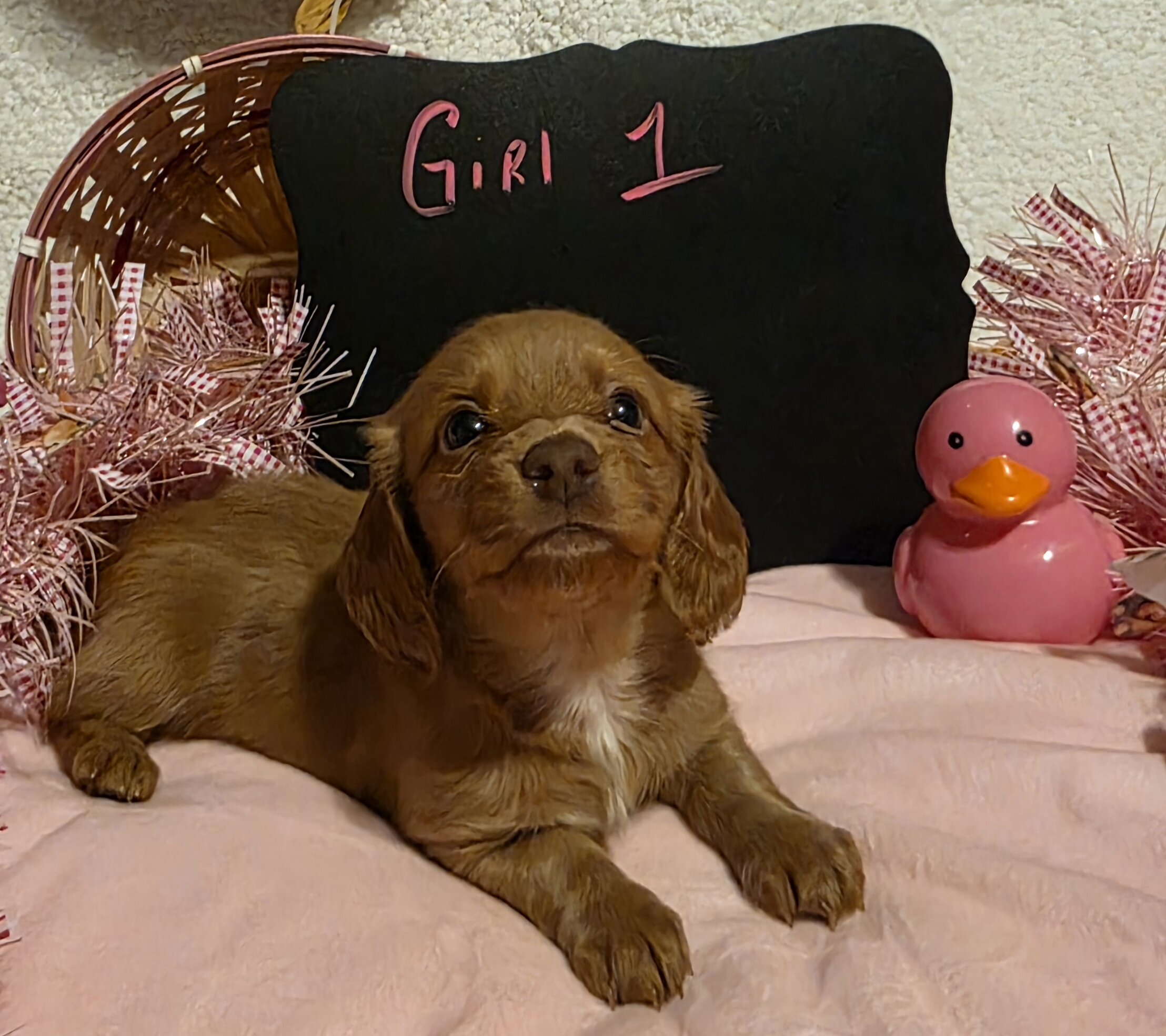 Mini Dachshund AKC registered female image 2