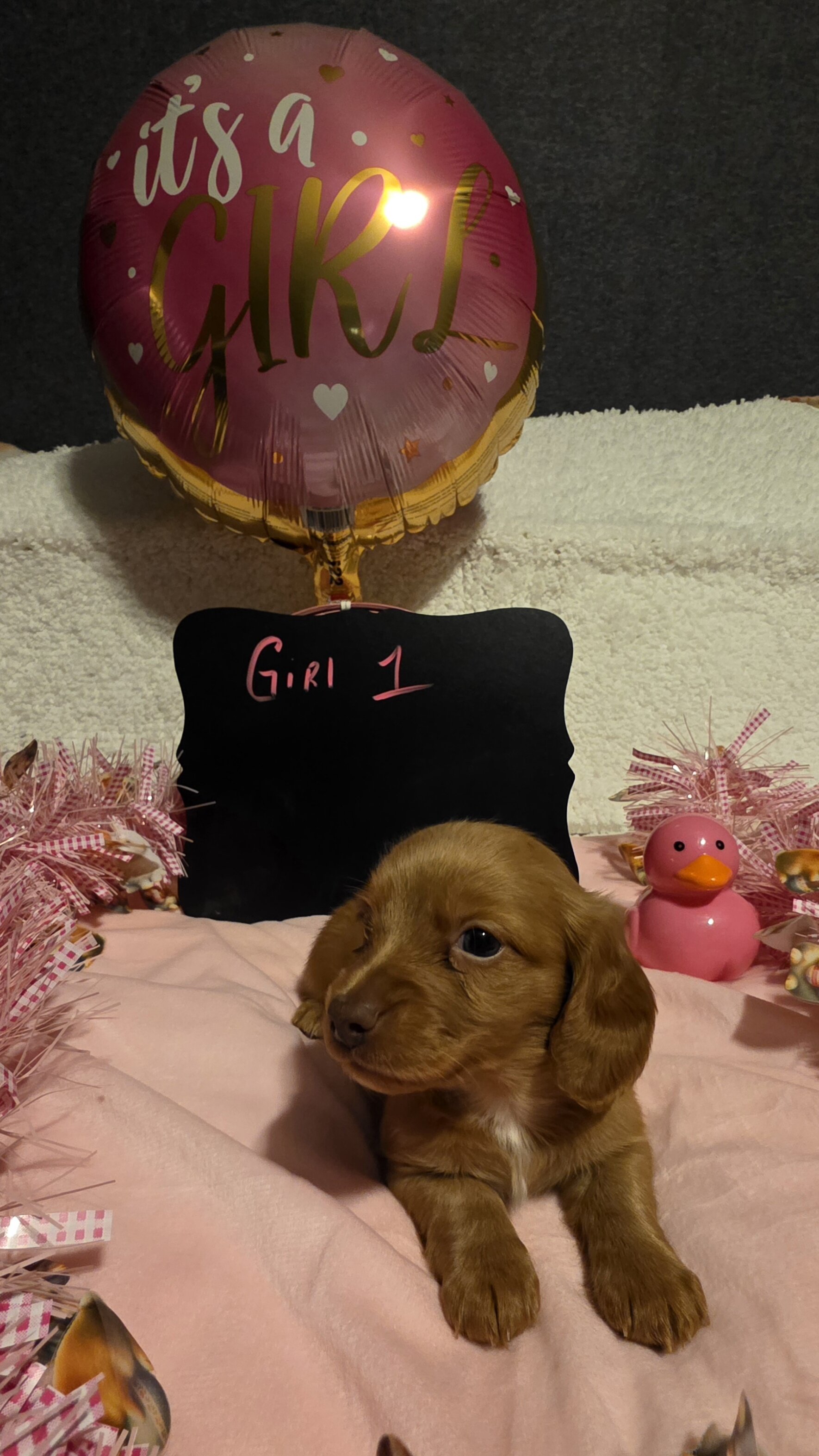 Mini Dachshund AKC registered female image 3