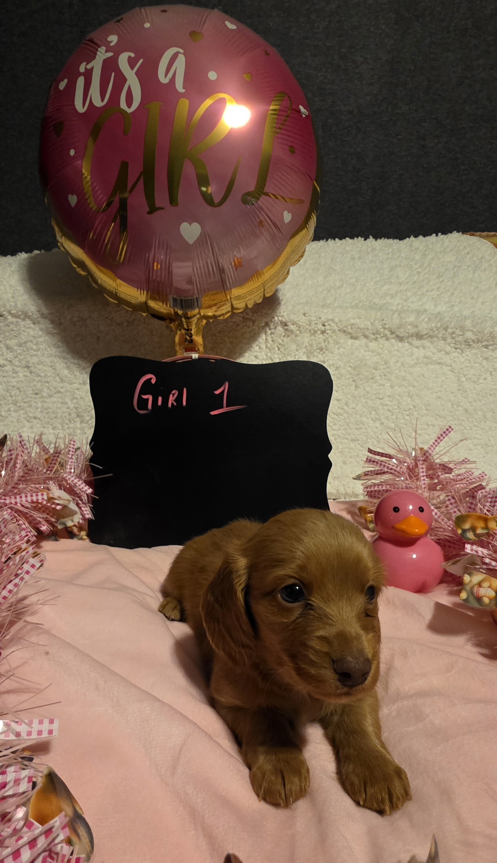 Mini Dachshund AKC registered female image 5
