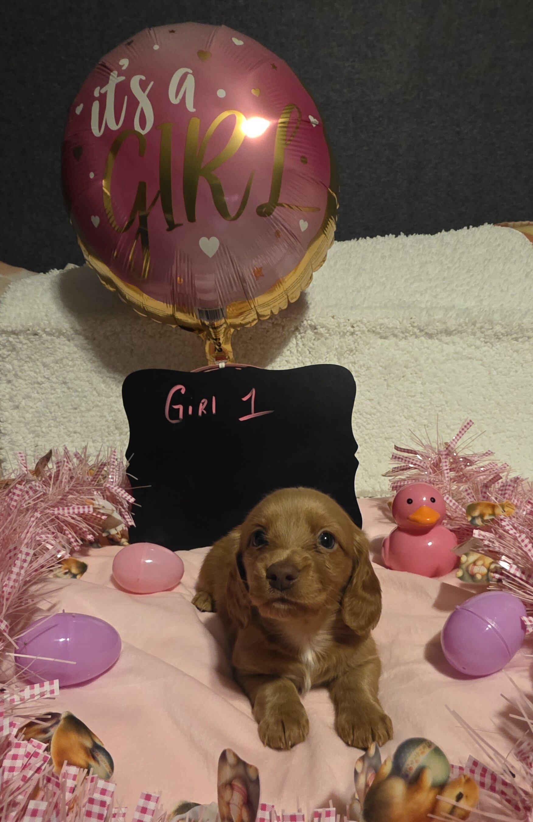 Mini Dachshund AKC registered female image 4