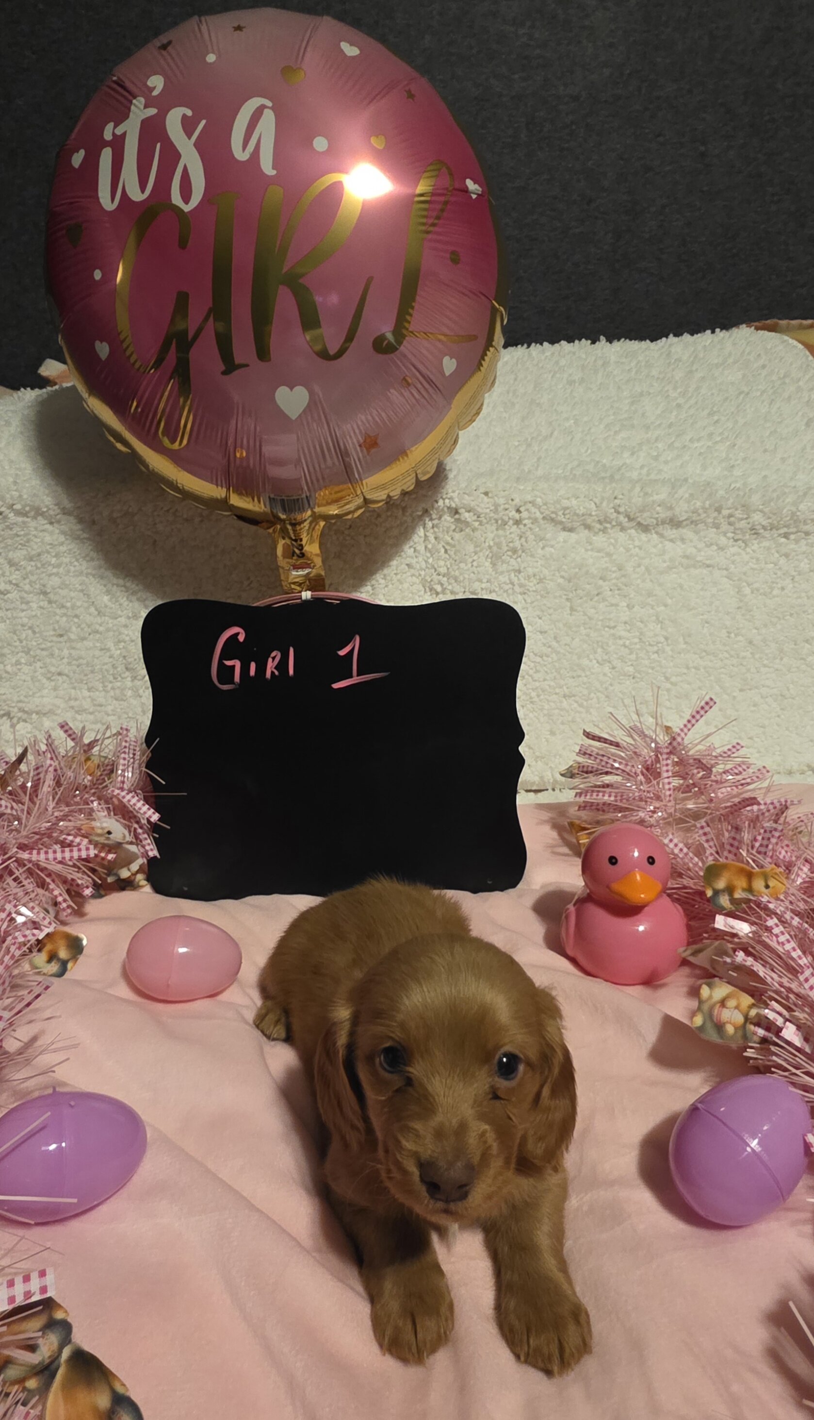 Mini Dachshund AKC registered female image 6