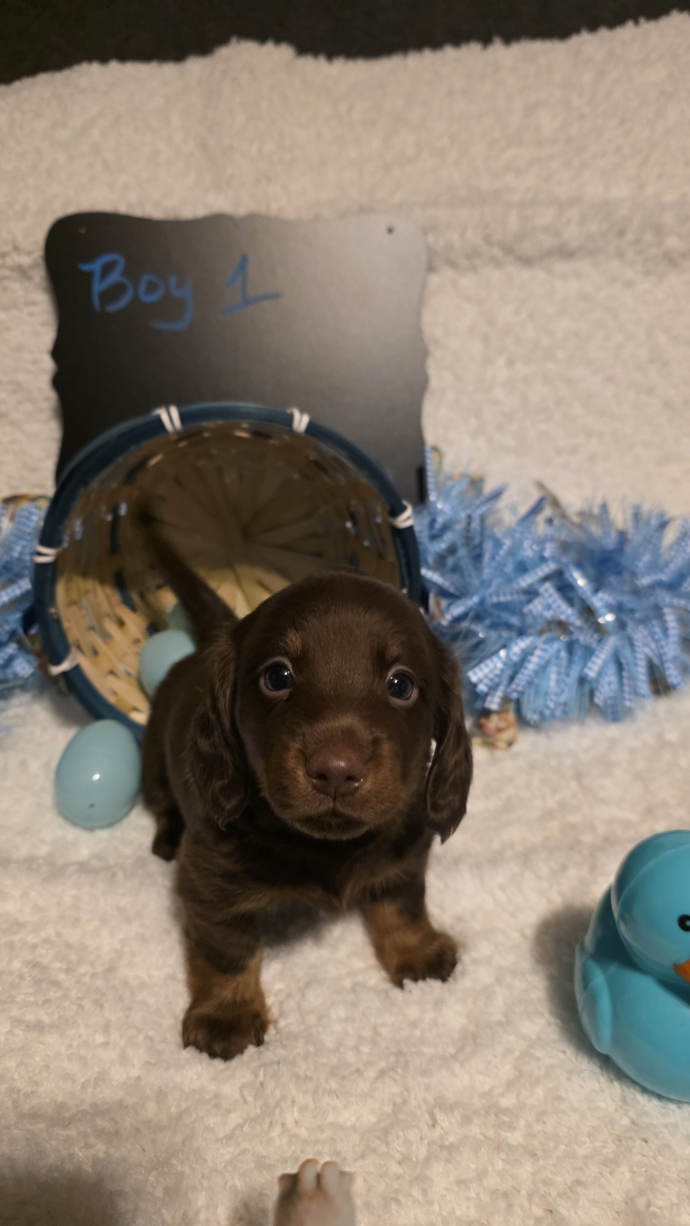 Mini Dachshund Male image 2