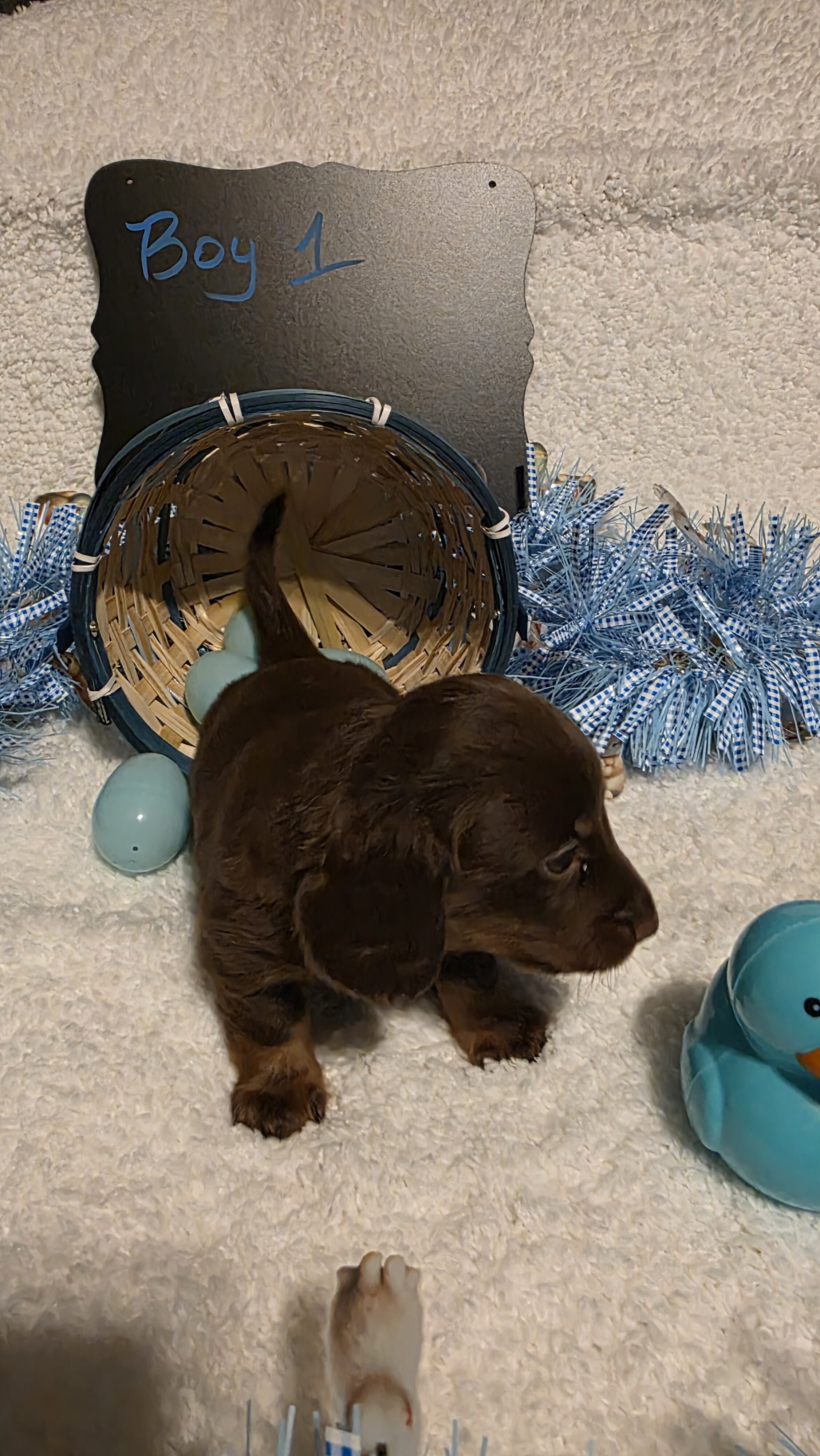 Mini Dachshund Male image 3