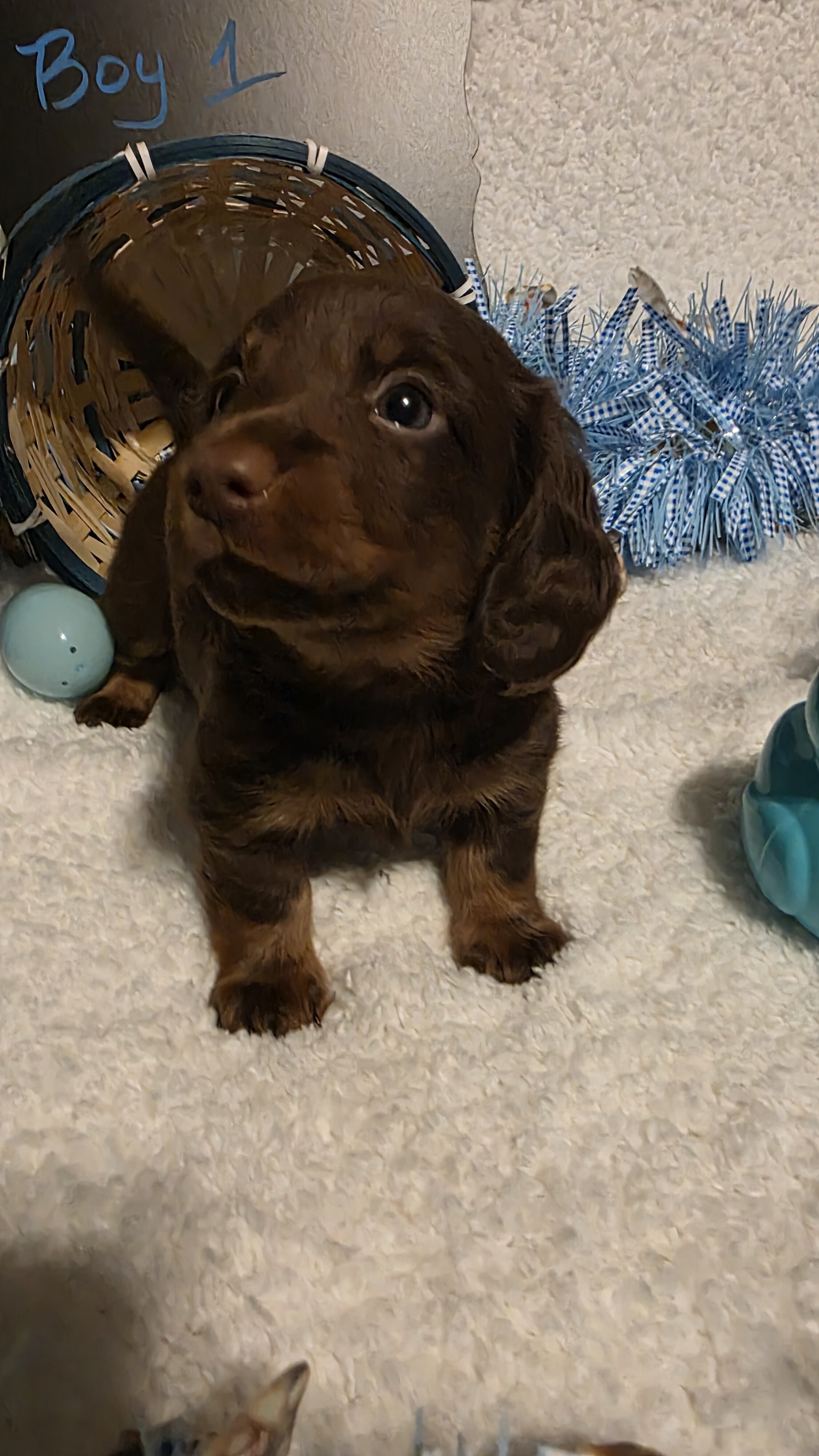 Mini Dachshund Male image 1