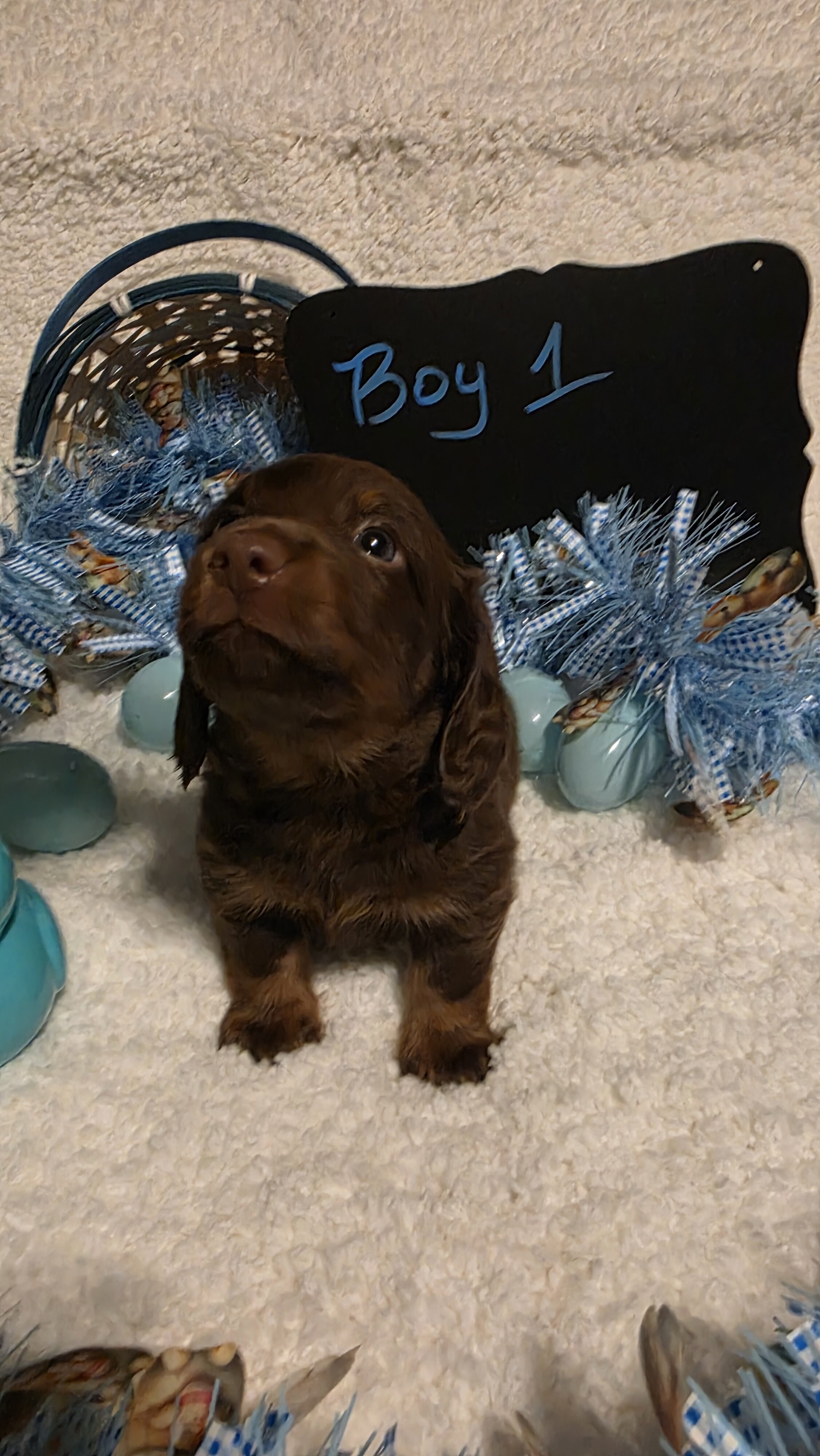 Mini Dachshund Male image 4