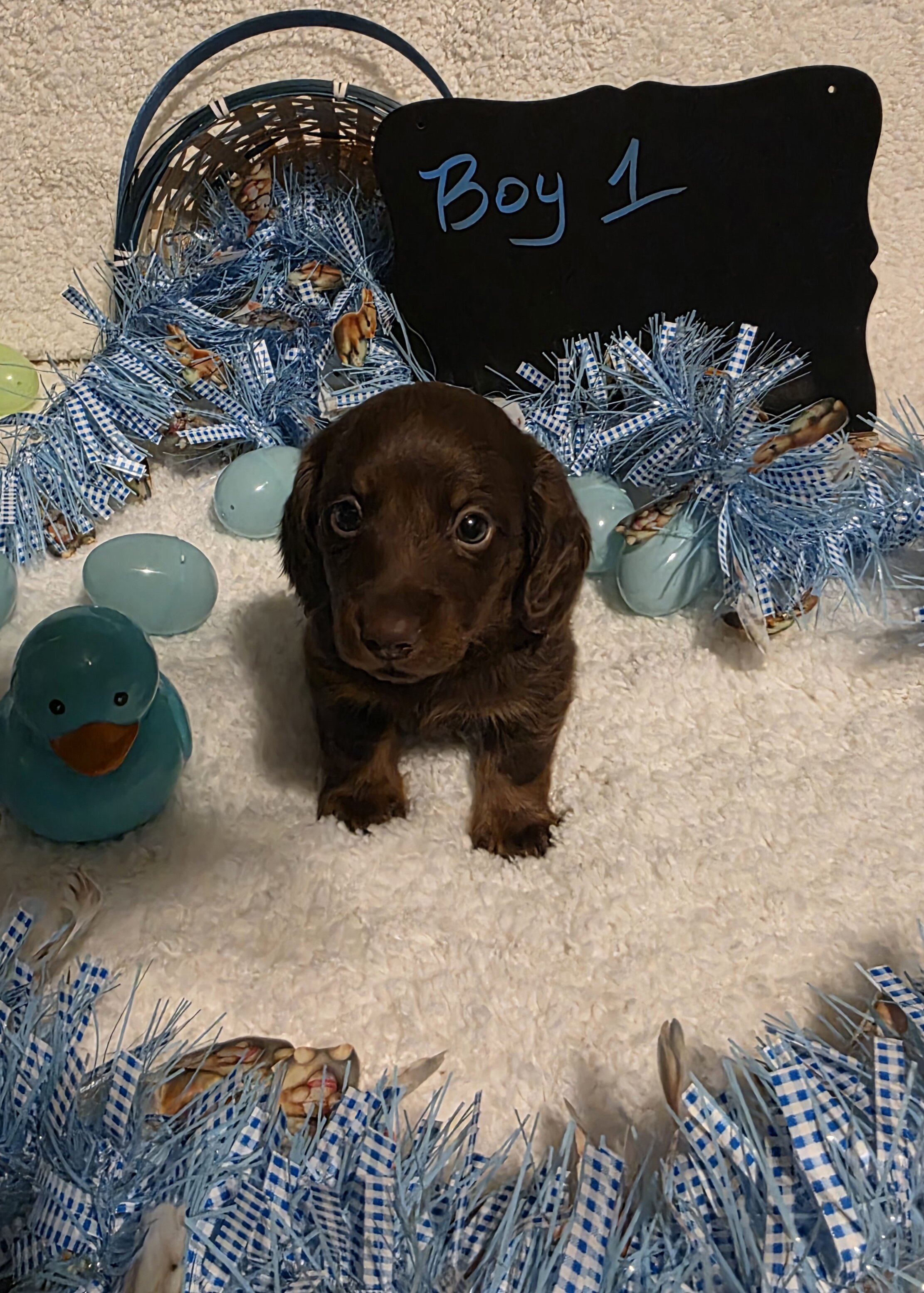 Mini Dachshund Male image 5